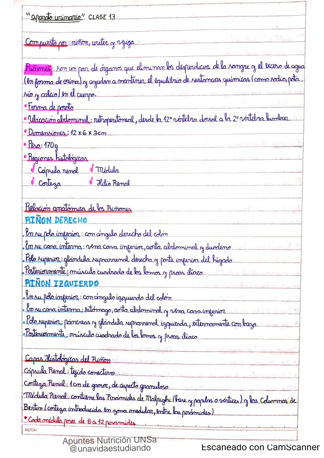 Introducción CLASE 1
ΑΝΑΤΟΜΙΑ 2020
y fisiologia
POSICION
ANATOMICA
Anatomia : Gencia que estudia las estructuras corporales y las relaciones
