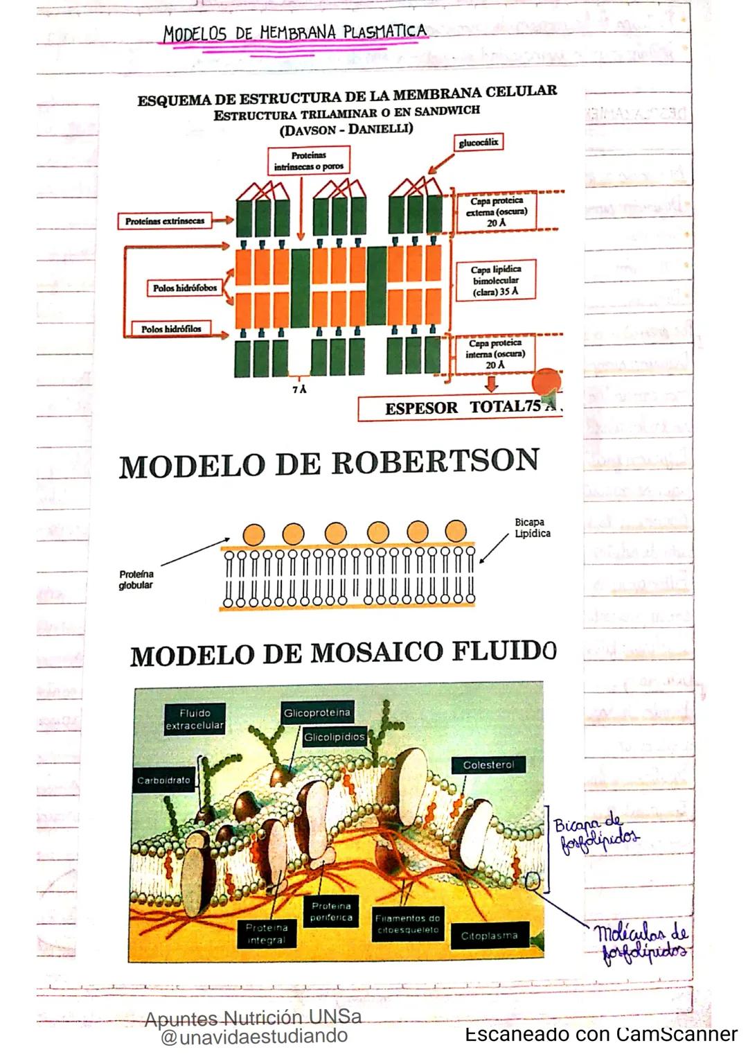 Introducción CLASE 1
ΑΝΑΤΟΜΙΑ 2020
y fisiologia
POSICION
ANATOMICA
Anatomia : Gencia que estudia las estructuras corporales y las relaciones