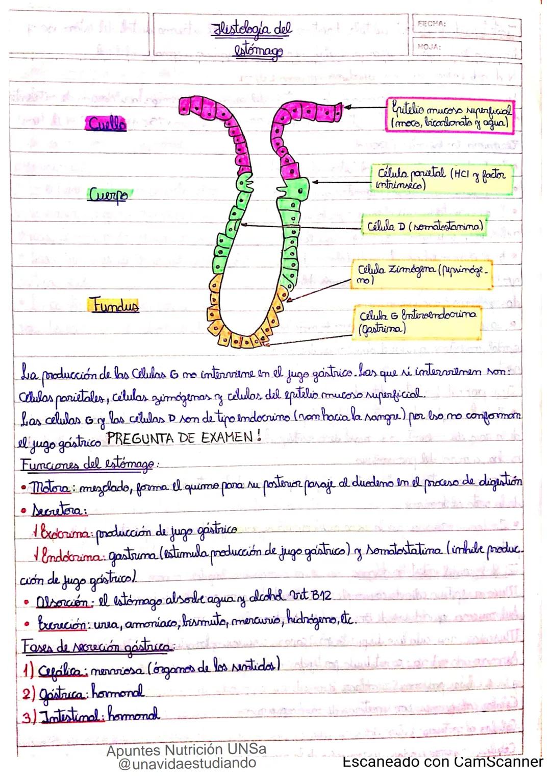Introducción CLASE 1
ΑΝΑΤΟΜΙΑ 2020
y fisiologia
POSICION
ANATOMICA
Anatomia : Gencia que estudia las estructuras corporales y las relaciones