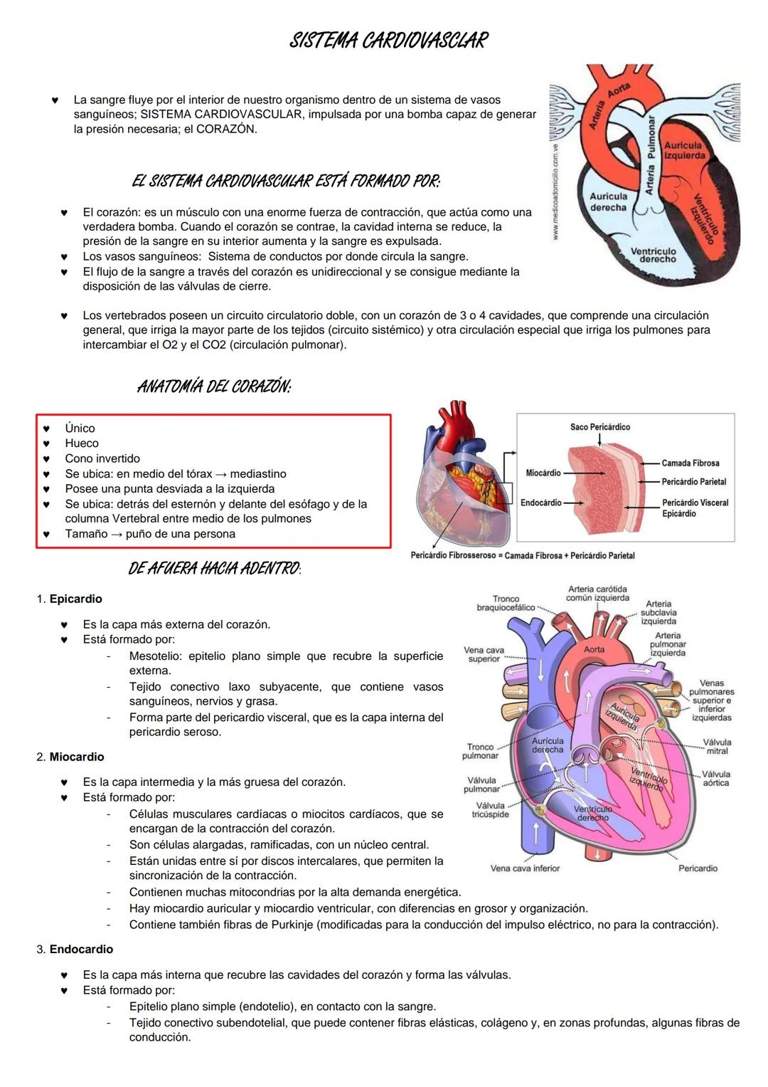 Sistema Cardiovascular