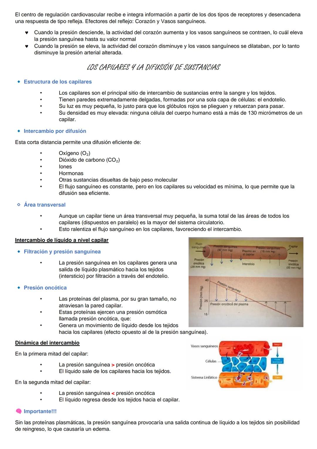 SISTEMA CARDIOVASCLAR
La sangre fluye por el interior de nuestro organismo dentro de un sistema de vasos
sanguíneos; SISTEMA CARDIOVASCULAR,