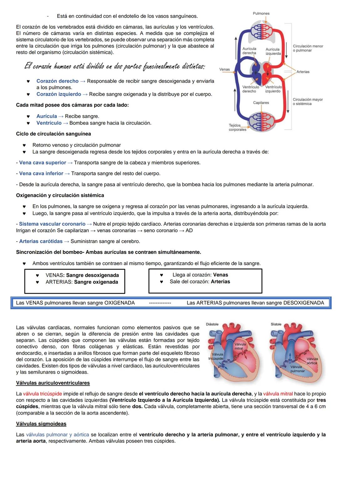 SISTEMA CARDIOVASCLAR
La sangre fluye por el interior de nuestro organismo dentro de un sistema de vasos
sanguíneos; SISTEMA CARDIOVASCULAR,