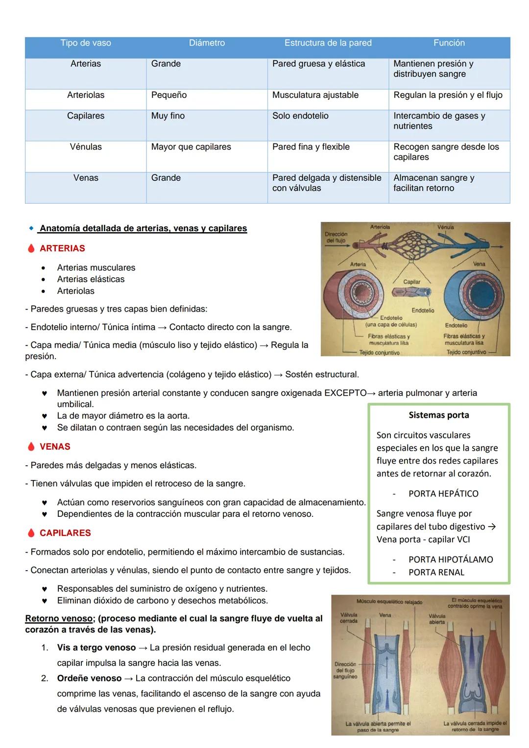 SISTEMA CARDIOVASCLAR
La sangre fluye por el interior de nuestro organismo dentro de un sistema de vasos
sanguíneos; SISTEMA CARDIOVASCULAR,