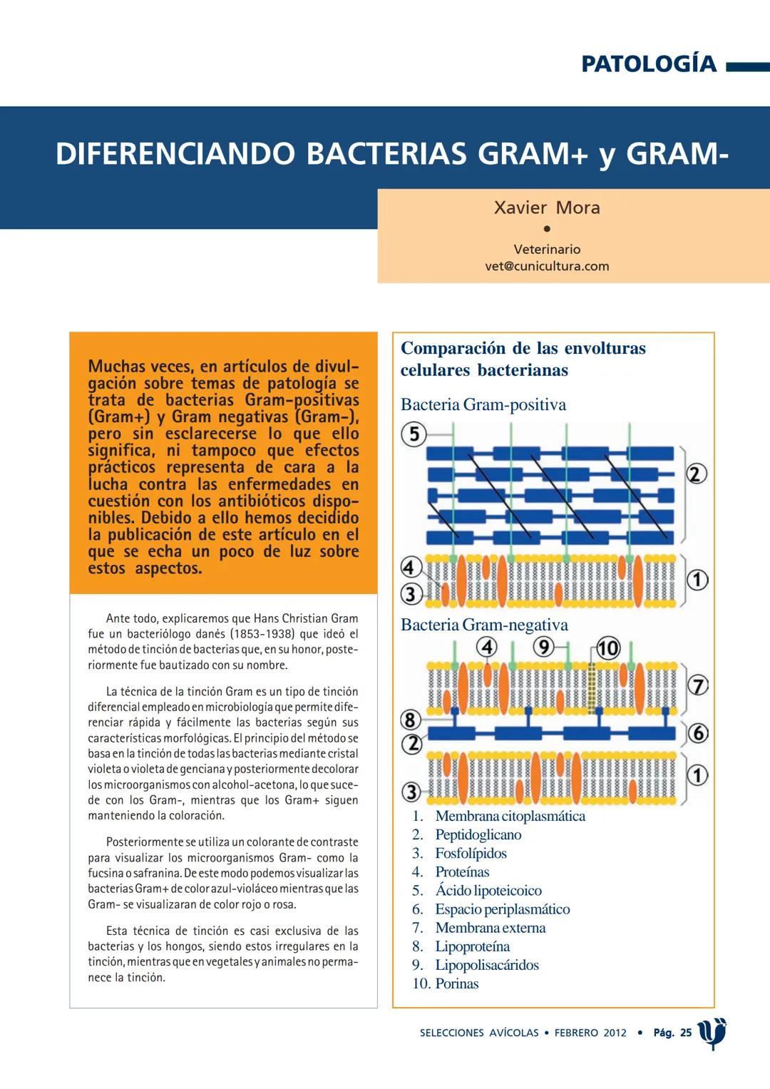 PATOLOGÍA
DIFERENCIANDO BACTERIAS GRAM+ y GRAM-
Xavier Mora
Veterinario
vet@cunicultura.com
Muchas veces, en artículos de divul-
gación sobr