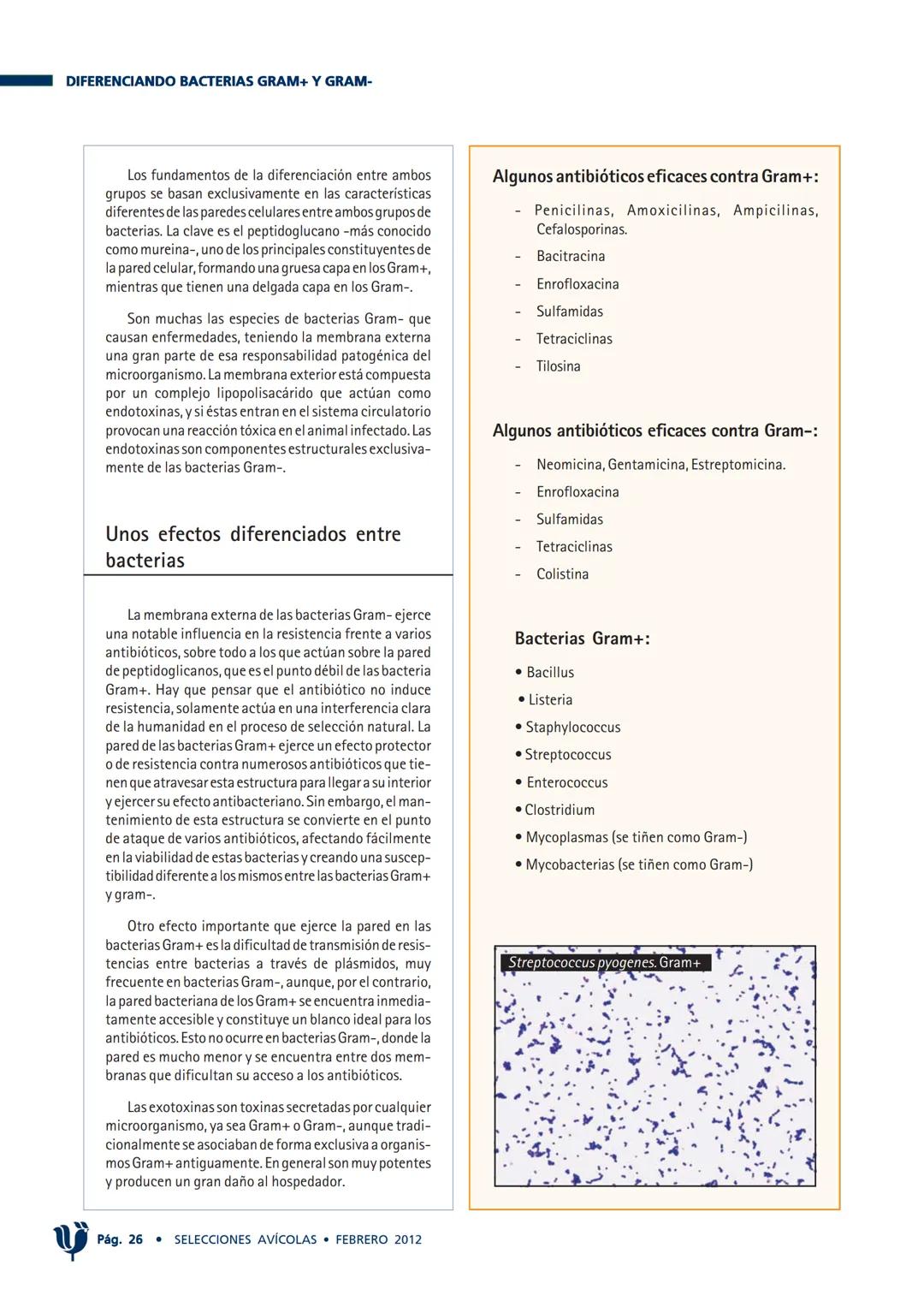 PATOLOGÍA
DIFERENCIANDO BACTERIAS GRAM+ y GRAM-
Xavier Mora
Veterinario
vet@cunicultura.com
Muchas veces, en artículos de divul-
gación sobr
