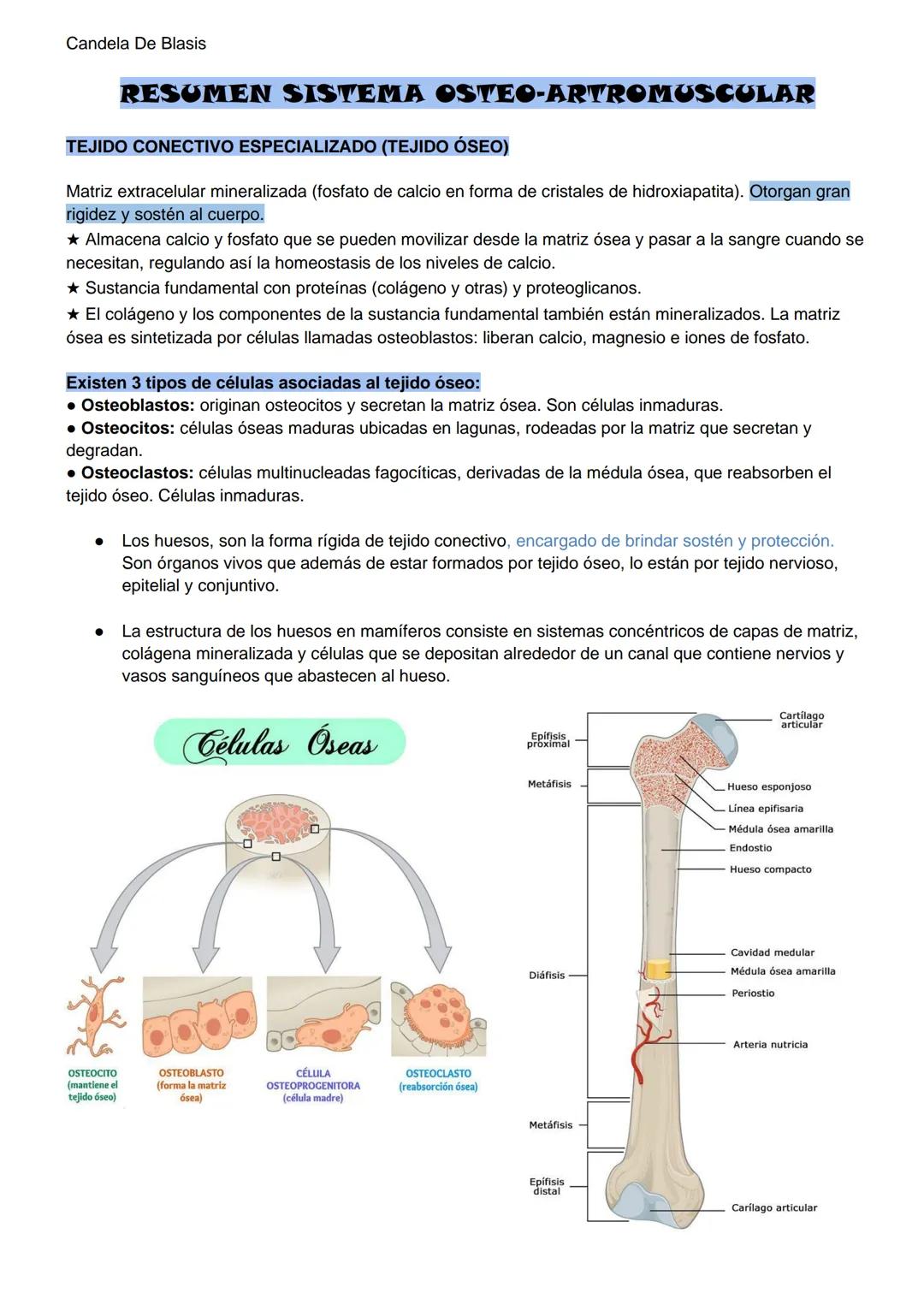 Candela De Blasis
RESUMEN SISTEMA OSTEO-ARTROMUSCULAR
TEJIDO CONECTIVO ESPECIALIZADO (TEJIDO ÓSEO)
Matriz extracelular mineralizada (fosfato