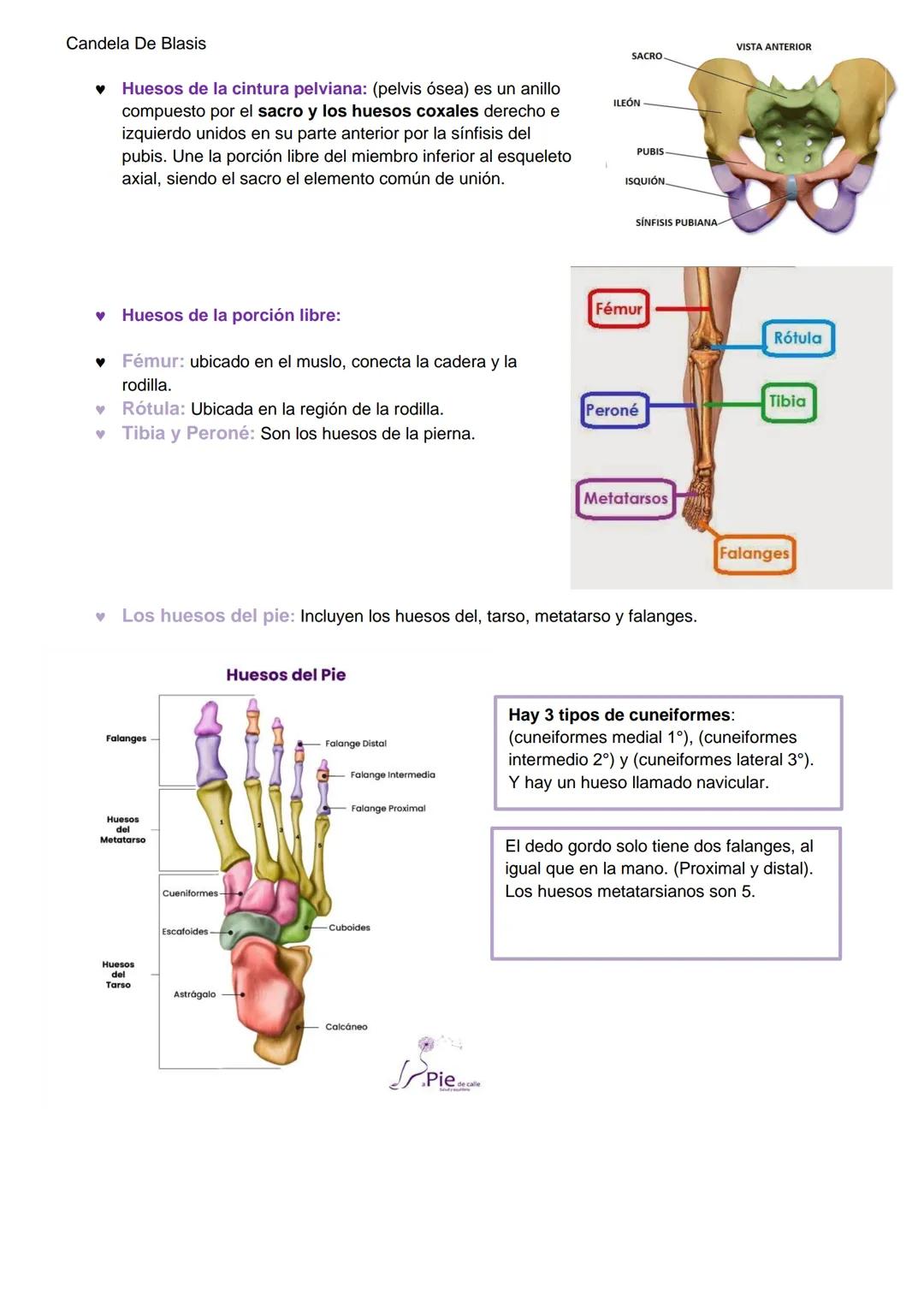 Candela De Blasis
RESUMEN SISTEMA OSTEO-ARTROMUSCULAR
TEJIDO CONECTIVO ESPECIALIZADO (TEJIDO ÓSEO)
Matriz extracelular mineralizada (fosfato