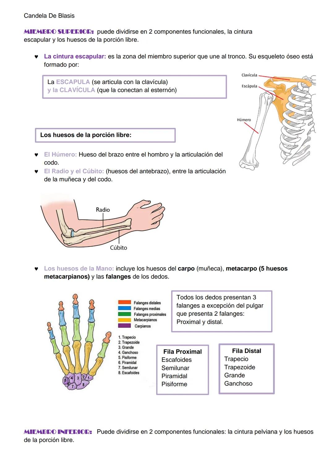 Candela De Blasis
RESUMEN SISTEMA OSTEO-ARTROMUSCULAR
TEJIDO CONECTIVO ESPECIALIZADO (TEJIDO ÓSEO)
Matriz extracelular mineralizada (fosfato