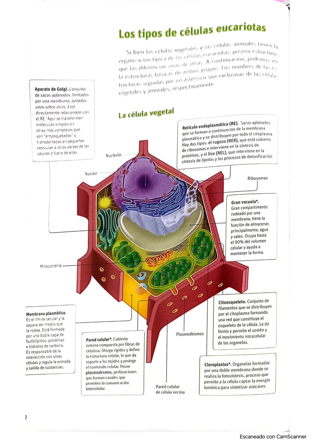 # La célula: unidad estructural y funcional
3
Amplía tu mirada
Todos los seres vivos, por más diferentes que sean, están formados por cél