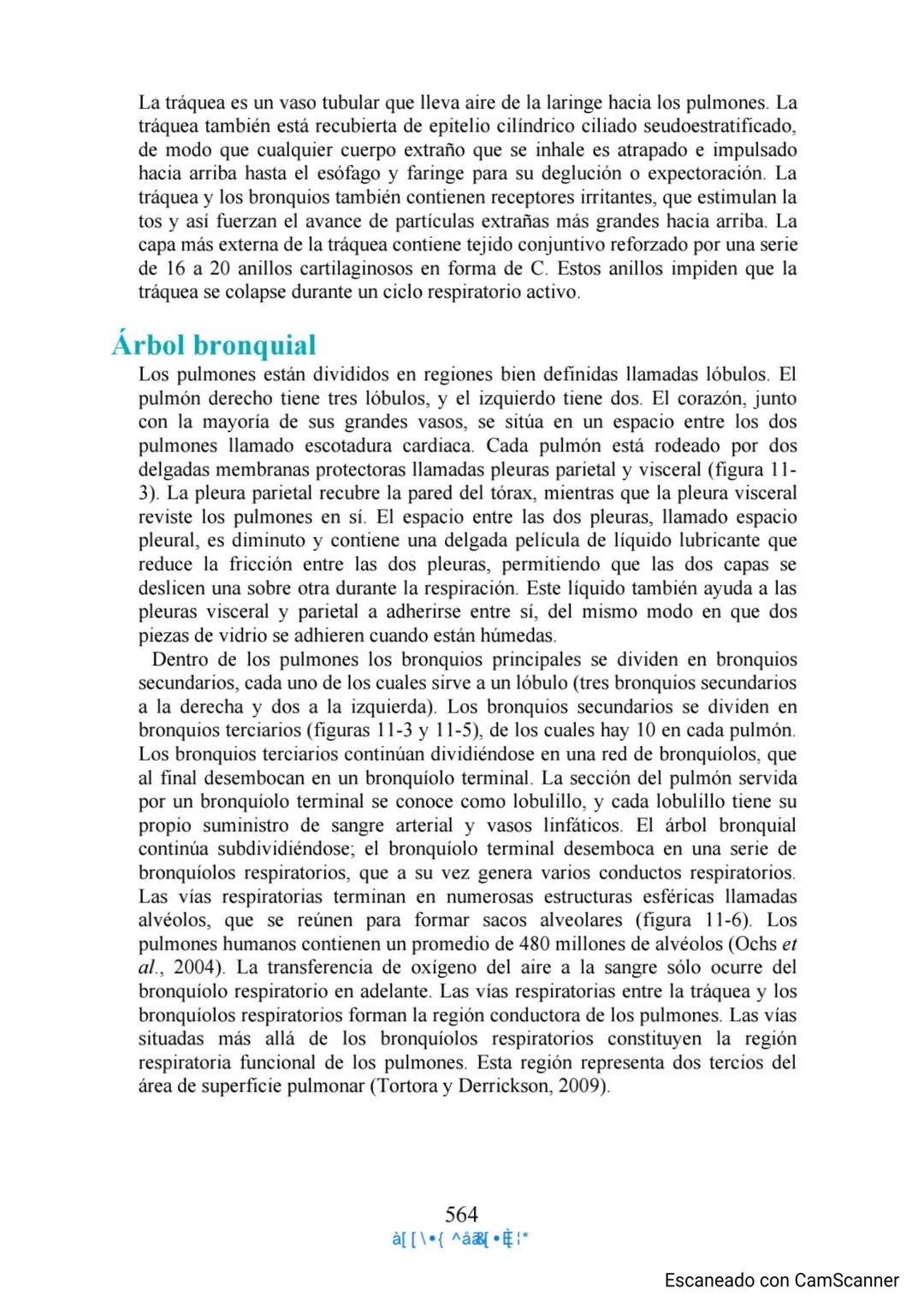 Capítulo 11
Aparato respiratorio
Anthony Wheeldon
Ponga a prueba sus conocimientos previos
• Enumere cinco estructuras principales de las ví