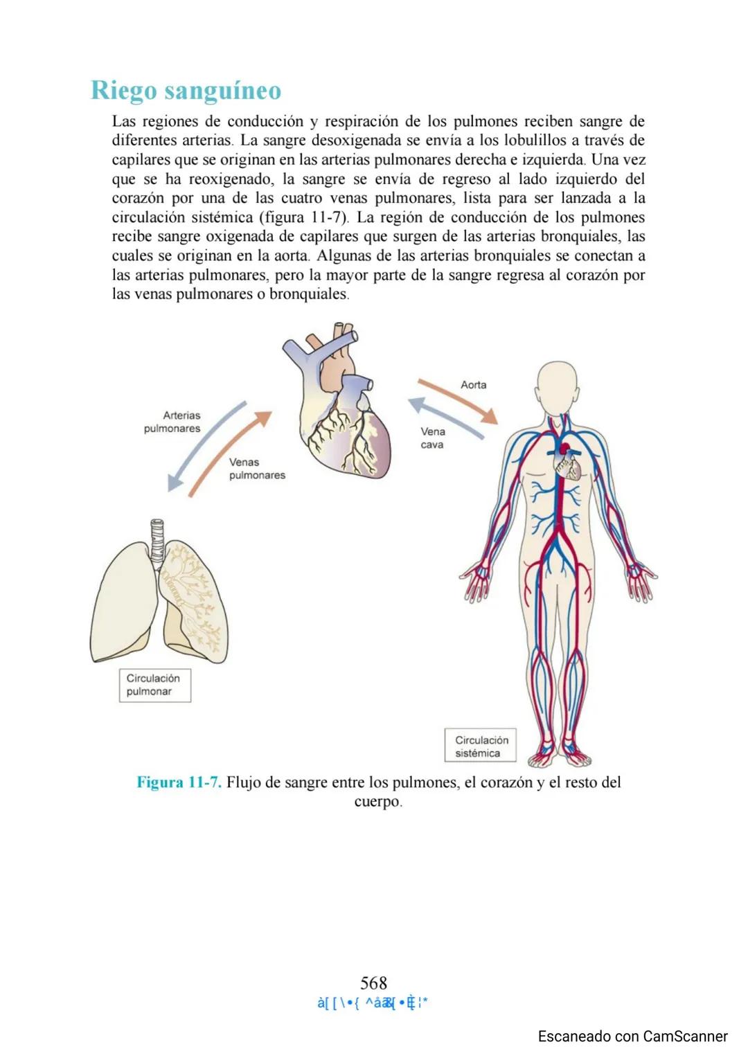Capítulo 11
Aparato respiratorio
Anthony Wheeldon
Ponga a prueba sus conocimientos previos
• Enumere cinco estructuras principales de las ví