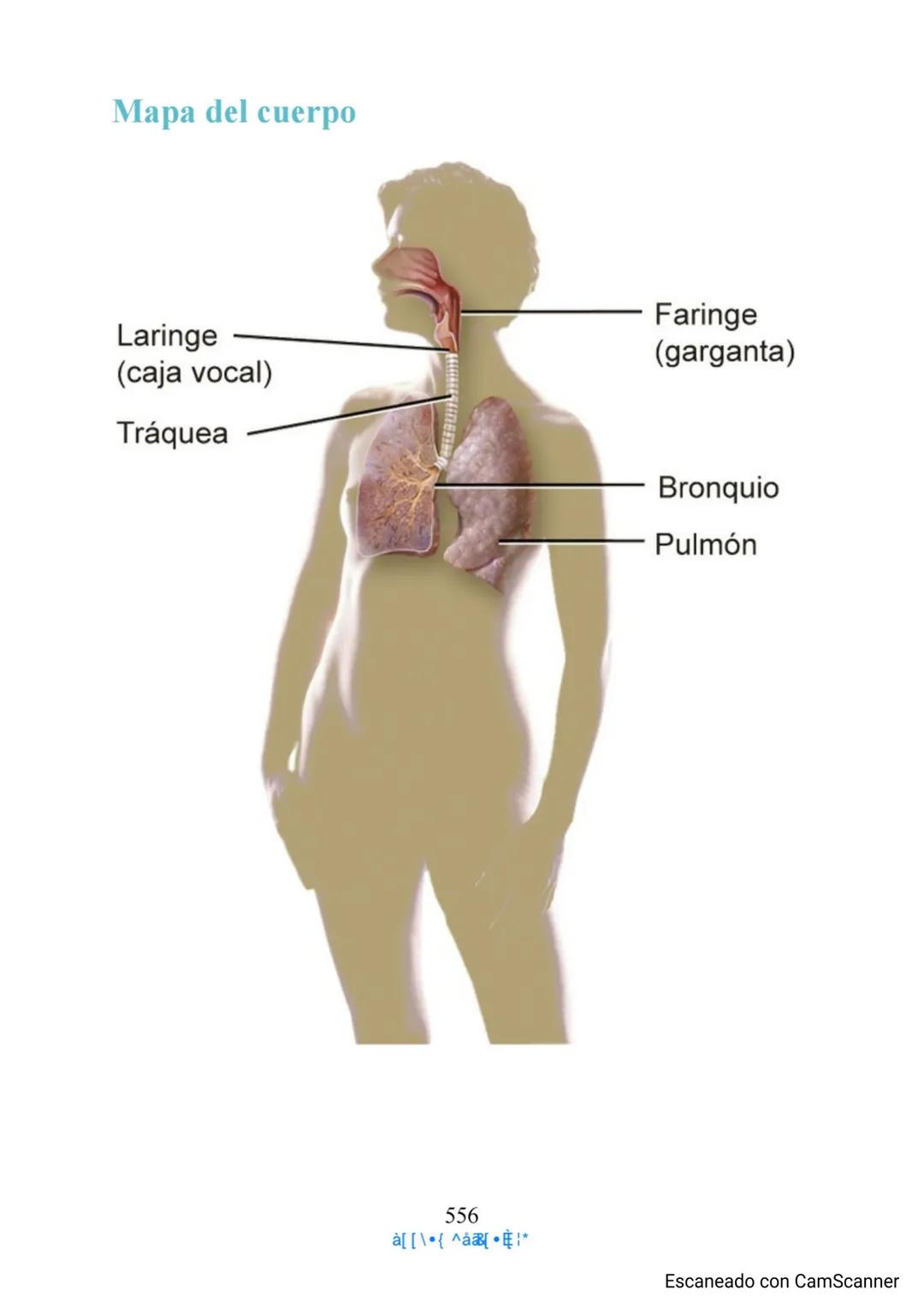 Capítulo 11
Aparato respiratorio
Anthony Wheeldon
Ponga a prueba sus conocimientos previos
• Enumere cinco estructuras principales de las ví