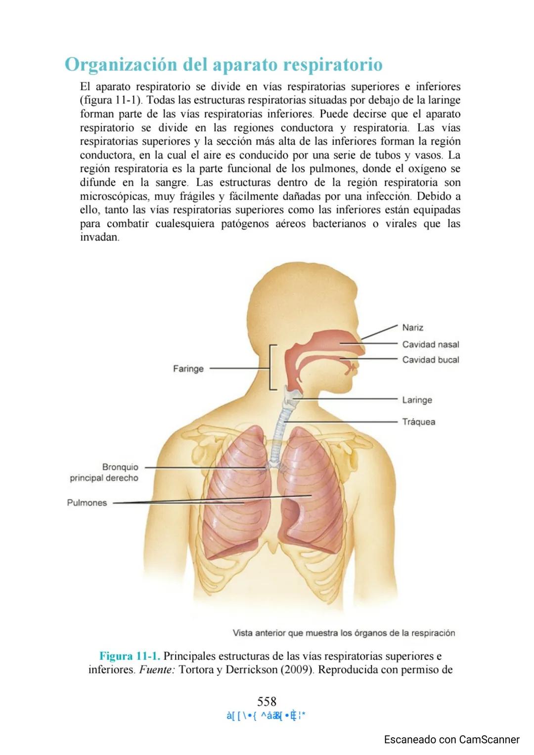 Capítulo 11
Aparato respiratorio
Anthony Wheeldon
Ponga a prueba sus conocimientos previos
• Enumere cinco estructuras principales de las ví