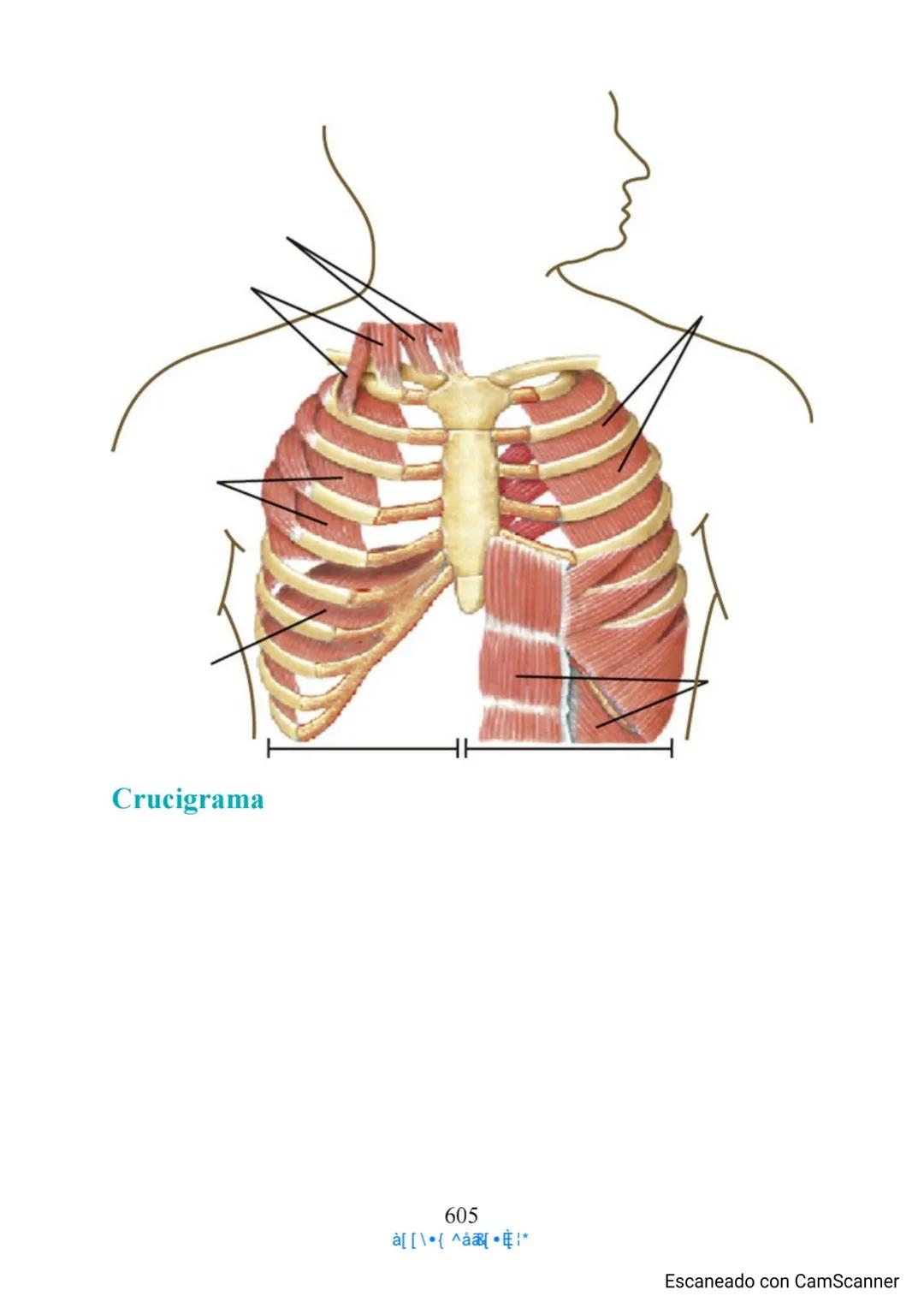 Capítulo 11
Aparato respiratorio
Anthony Wheeldon
Ponga a prueba sus conocimientos previos
• Enumere cinco estructuras principales de las ví