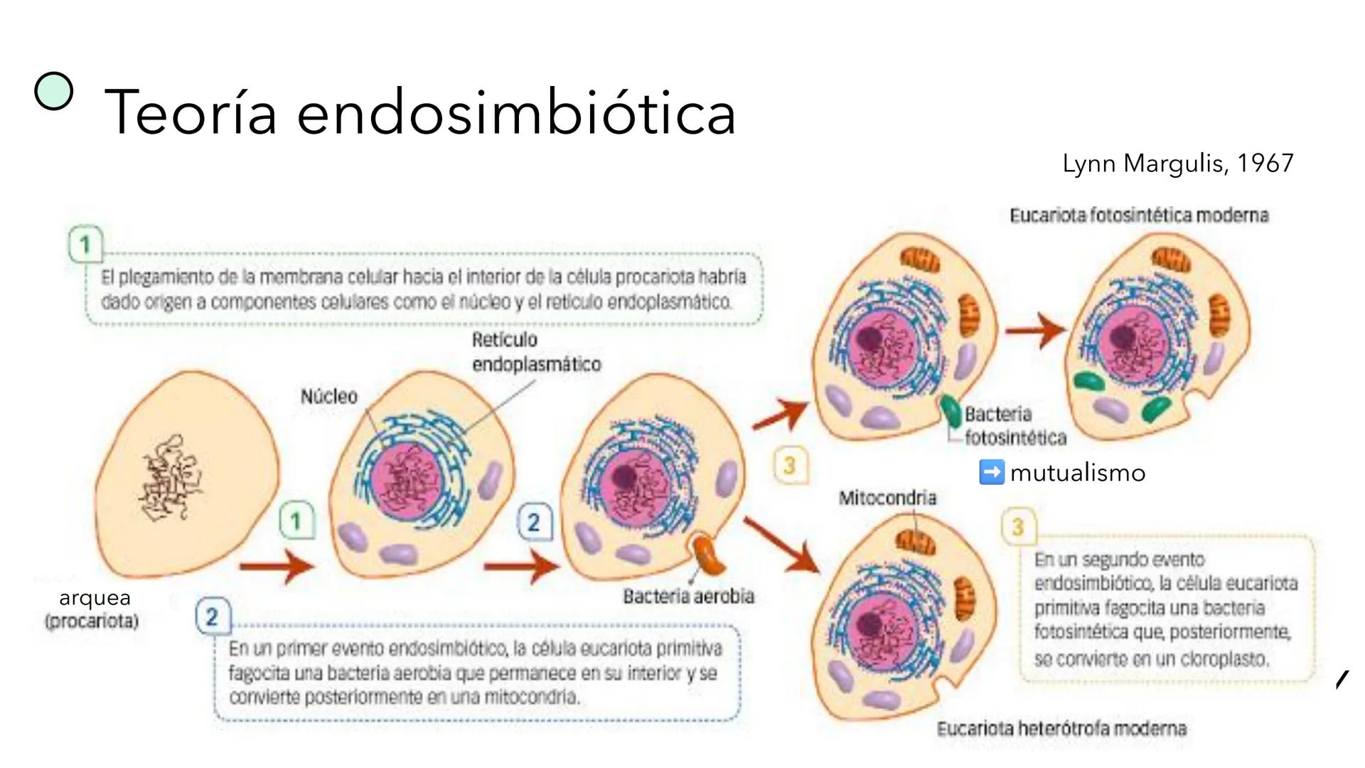+ 
Facultad de Ciencias
VETERINARIAS
APO
7
Organelas membranosas II.
Mitocondrias. Peroxisomas
Dra. Mariana Woudwyk
Biología Celular y del D