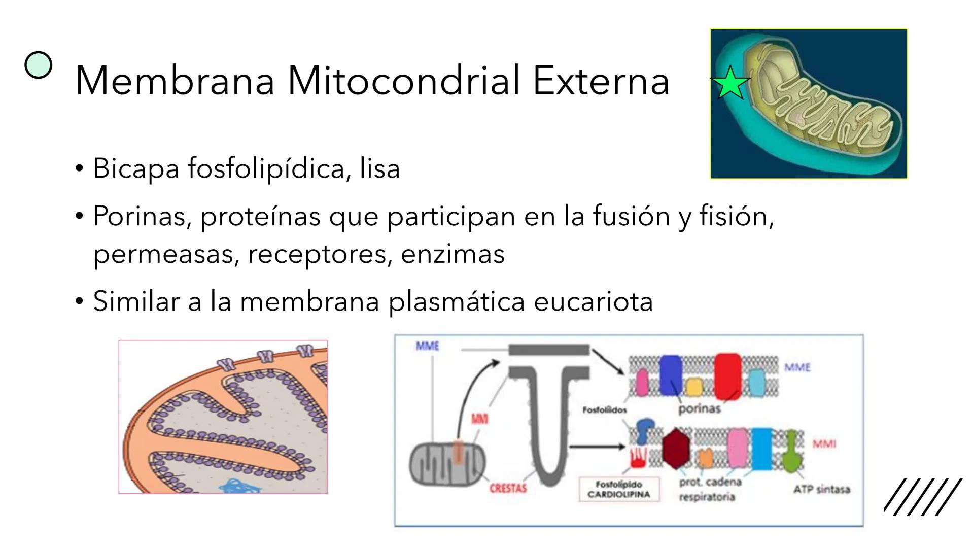 + 
Facultad de Ciencias
VETERINARIAS
APO
7
Organelas membranosas II.
Mitocondrias. Peroxisomas
Dra. Mariana Woudwyk
Biología Celular y del D