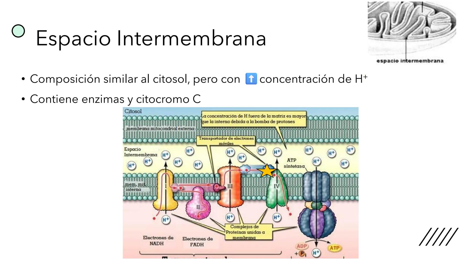 + 
Facultad de Ciencias
VETERINARIAS
APO
7
Organelas membranosas II.
Mitocondrias. Peroxisomas
Dra. Mariana Woudwyk
Biología Celular y del D