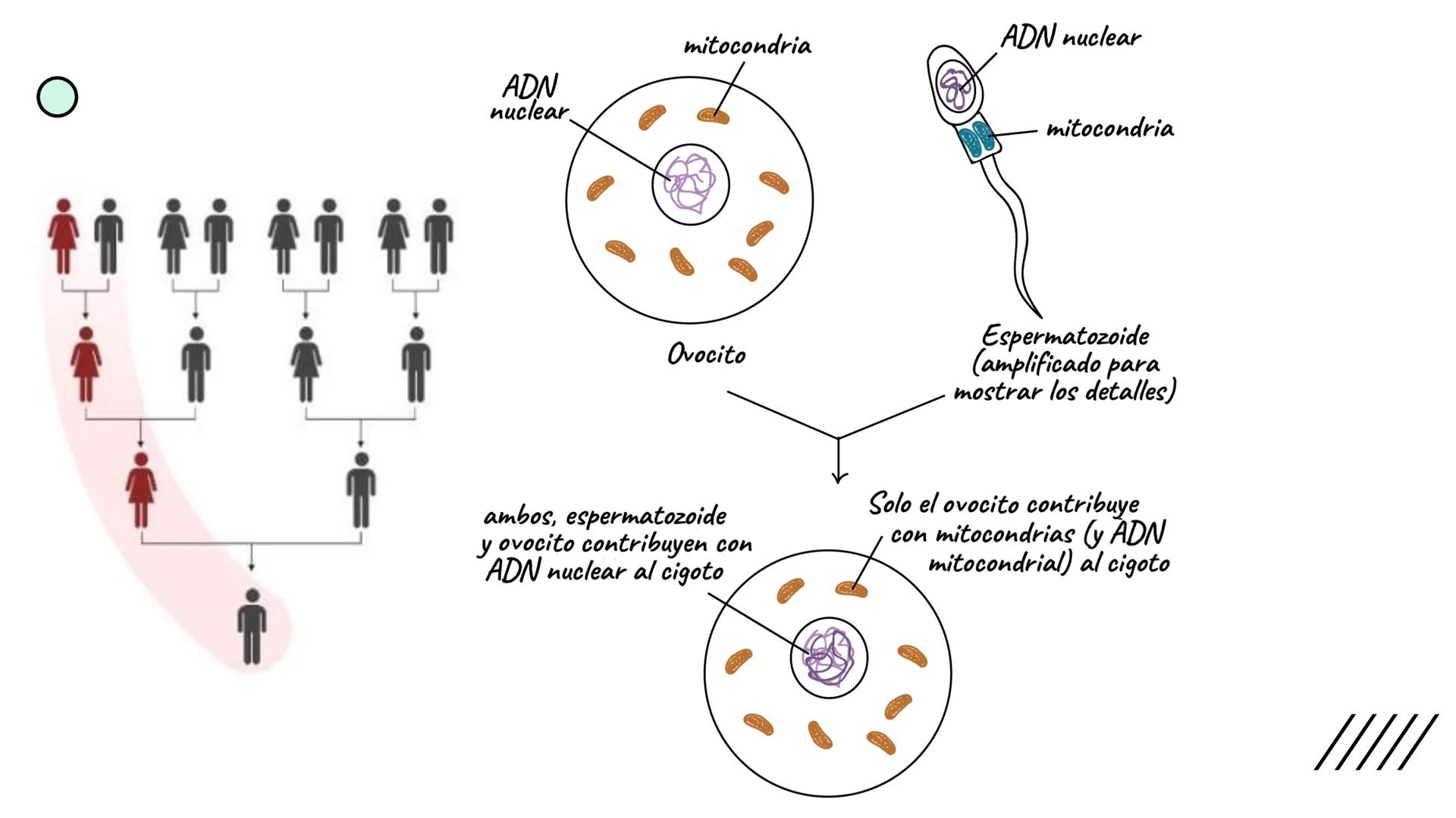 + 
Facultad de Ciencias
VETERINARIAS
APO
7
Organelas membranosas II.
Mitocondrias. Peroxisomas
Dra. Mariana Woudwyk
Biología Celular y del D