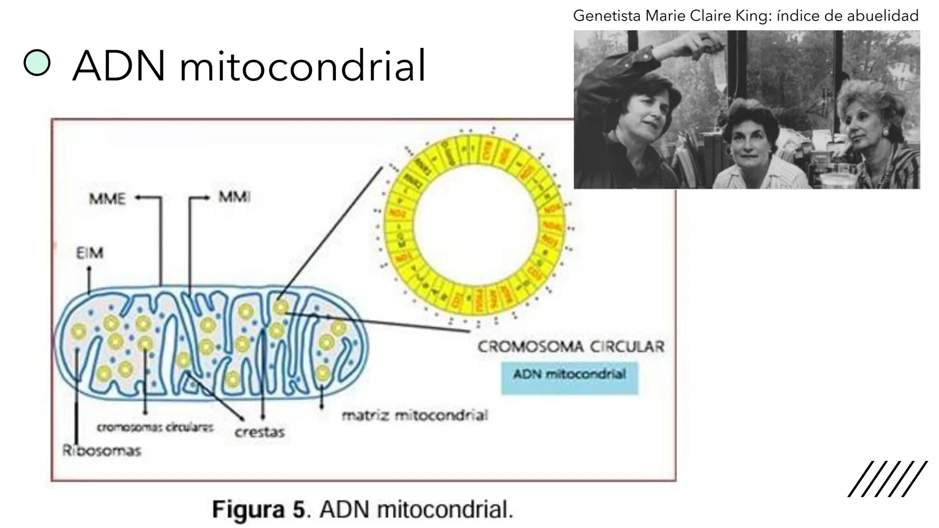 + 
Facultad de Ciencias
VETERINARIAS
APO
7
Organelas membranosas II.
Mitocondrias. Peroxisomas
Dra. Mariana Woudwyk
Biología Celular y del D