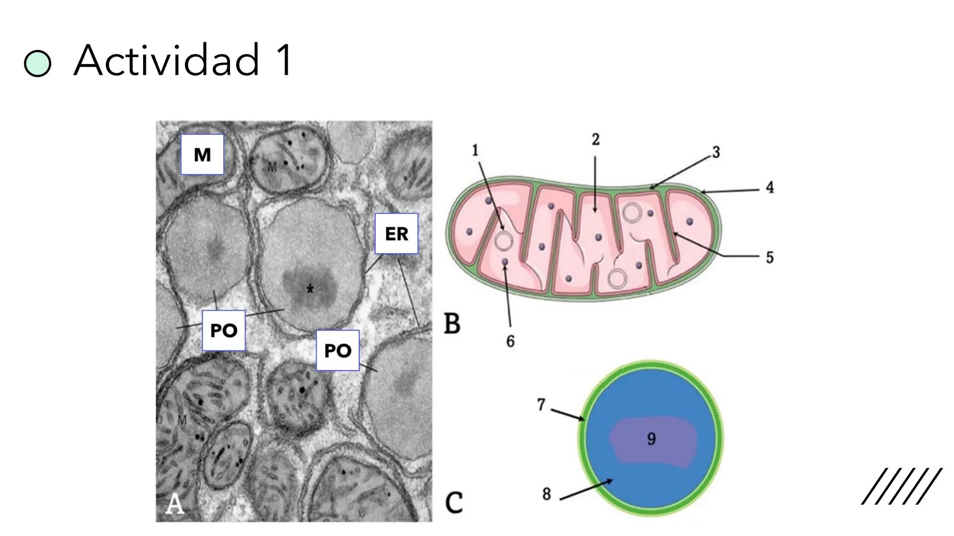 + 
Facultad de Ciencias
VETERINARIAS
APO
7
Organelas membranosas II.
Mitocondrias. Peroxisomas
Dra. Mariana Woudwyk
Biología Celular y del D