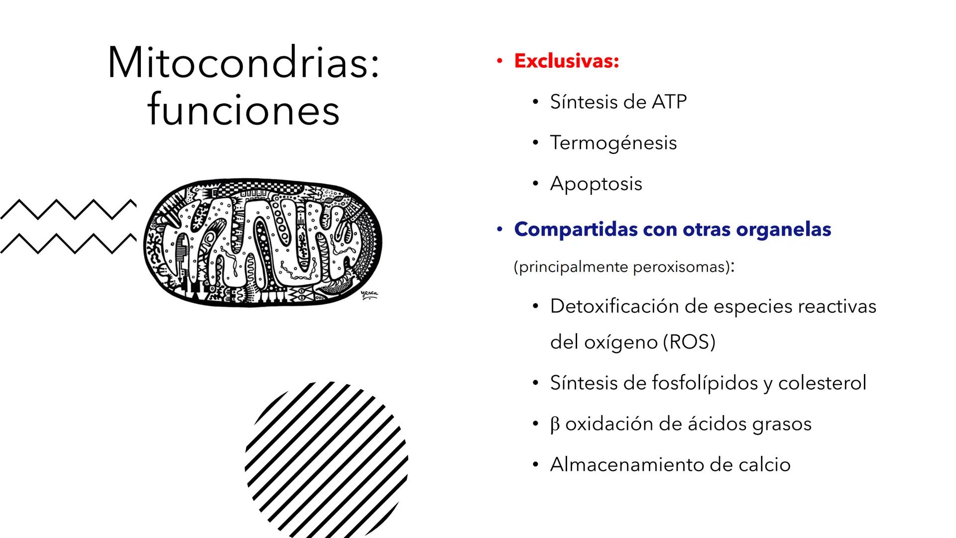 + 
Facultad de Ciencias
VETERINARIAS
APO
7
Organelas membranosas II.
Mitocondrias. Peroxisomas
Dra. Mariana Woudwyk
Biología Celular y del D