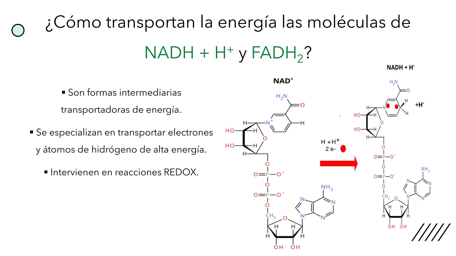 + 
Facultad de Ciencias
VETERINARIAS
APO
7
Organelas membranosas II.
Mitocondrias. Peroxisomas
Dra. Mariana Woudwyk
Biología Celular y del D