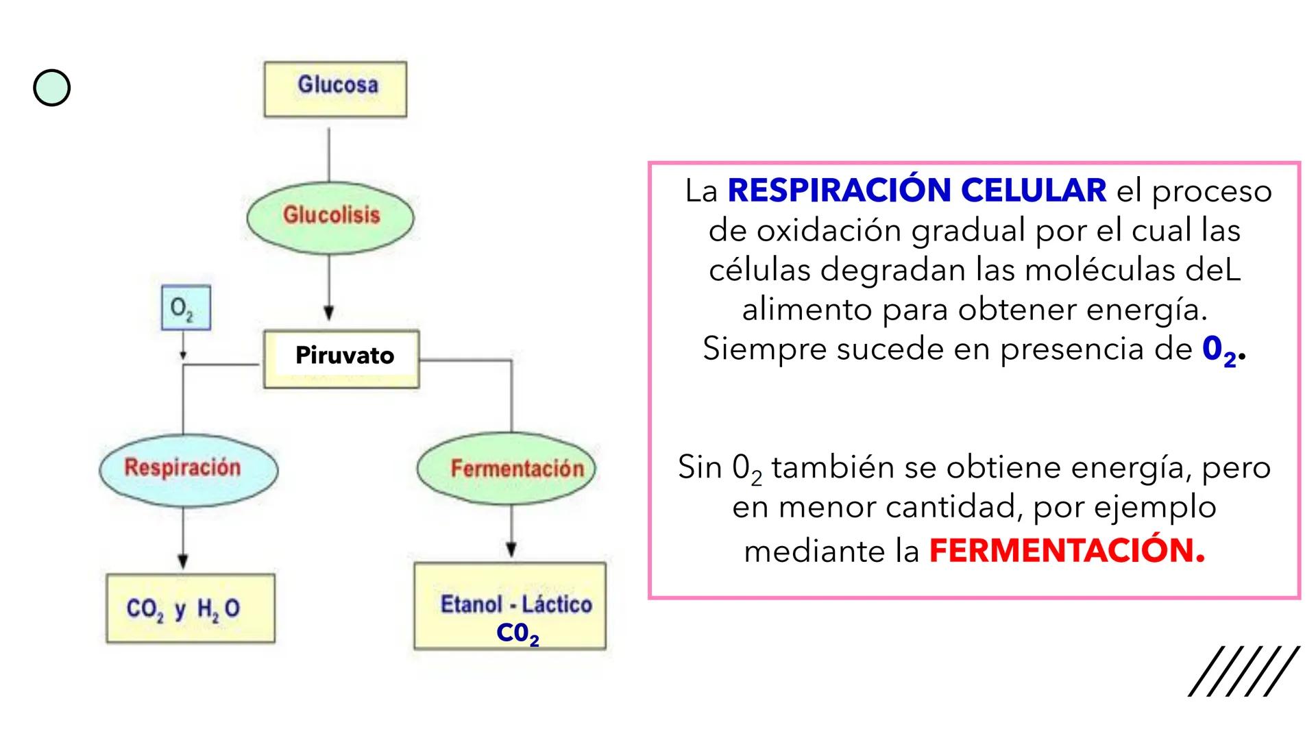 + 
Facultad de Ciencias
VETERINARIAS
APO
7
Organelas membranosas II.
Mitocondrias. Peroxisomas
Dra. Mariana Woudwyk
Biología Celular y del D