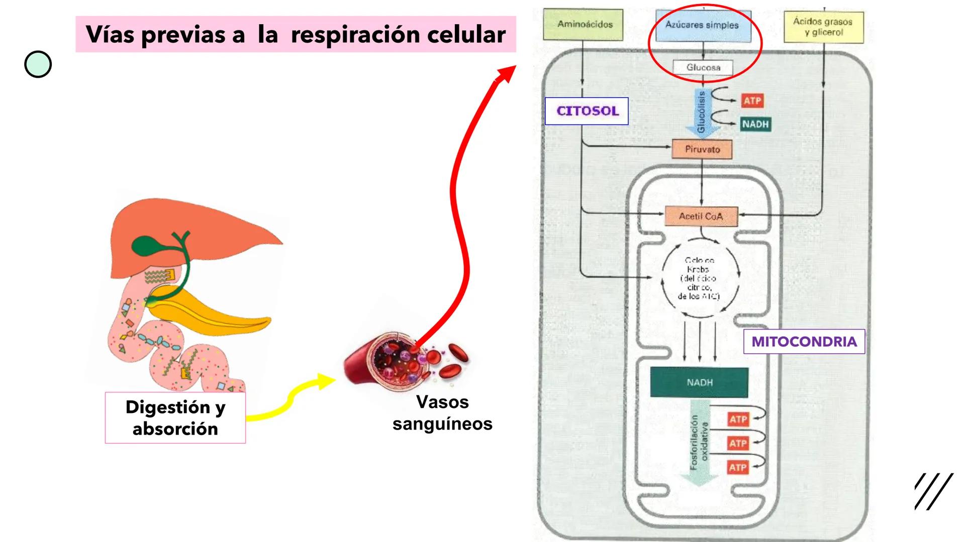 + 
Facultad de Ciencias
VETERINARIAS
APO
7
Organelas membranosas II.
Mitocondrias. Peroxisomas
Dra. Mariana Woudwyk
Biología Celular y del D