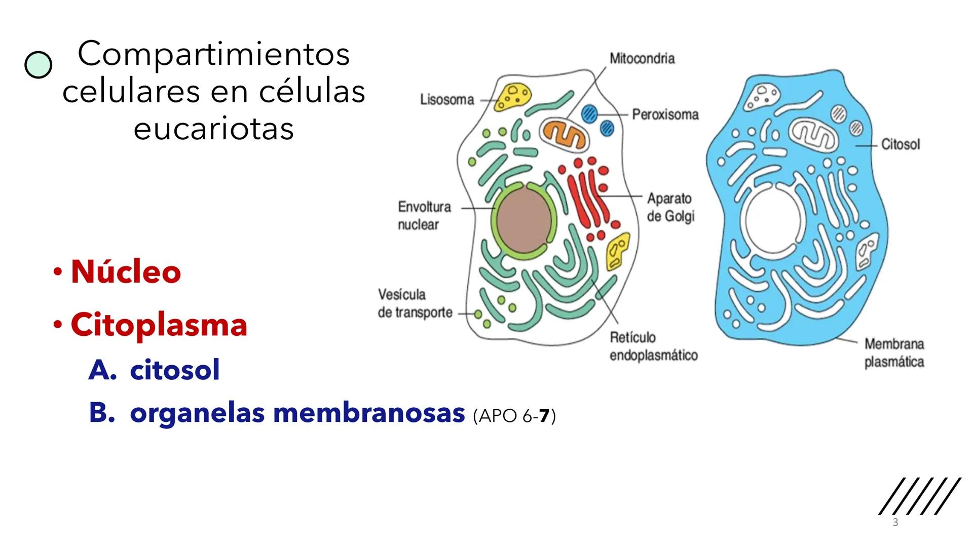 + 
Facultad de Ciencias
VETERINARIAS
APO
7
Organelas membranosas II.
Mitocondrias. Peroxisomas
Dra. Mariana Woudwyk
Biología Celular y del D