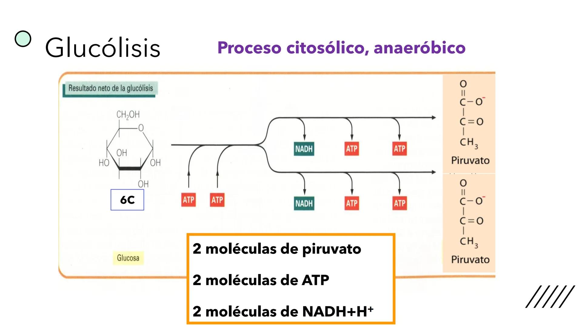 + 
Facultad de Ciencias
VETERINARIAS
APO
7
Organelas membranosas II.
Mitocondrias. Peroxisomas
Dra. Mariana Woudwyk
Biología Celular y del D