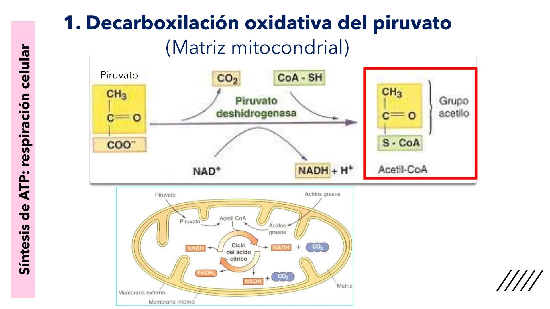 + 
Facultad de Ciencias
VETERINARIAS
APO
7
Organelas membranosas II.
Mitocondrias. Peroxisomas
Dra. Mariana Woudwyk
Biología Celular y del D