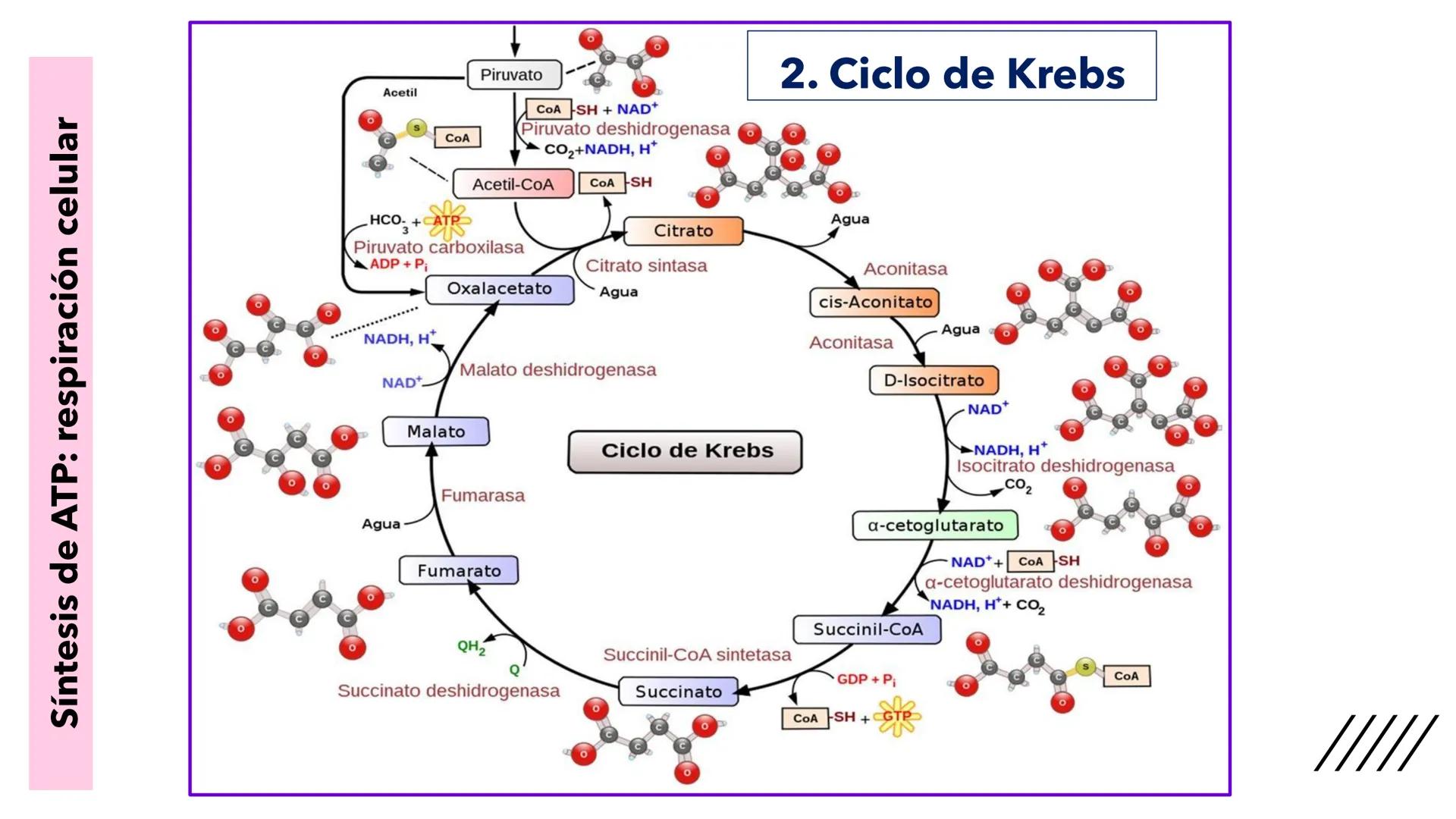 + 
Facultad de Ciencias
VETERINARIAS
APO
7
Organelas membranosas II.
Mitocondrias. Peroxisomas
Dra. Mariana Woudwyk
Biología Celular y del D
