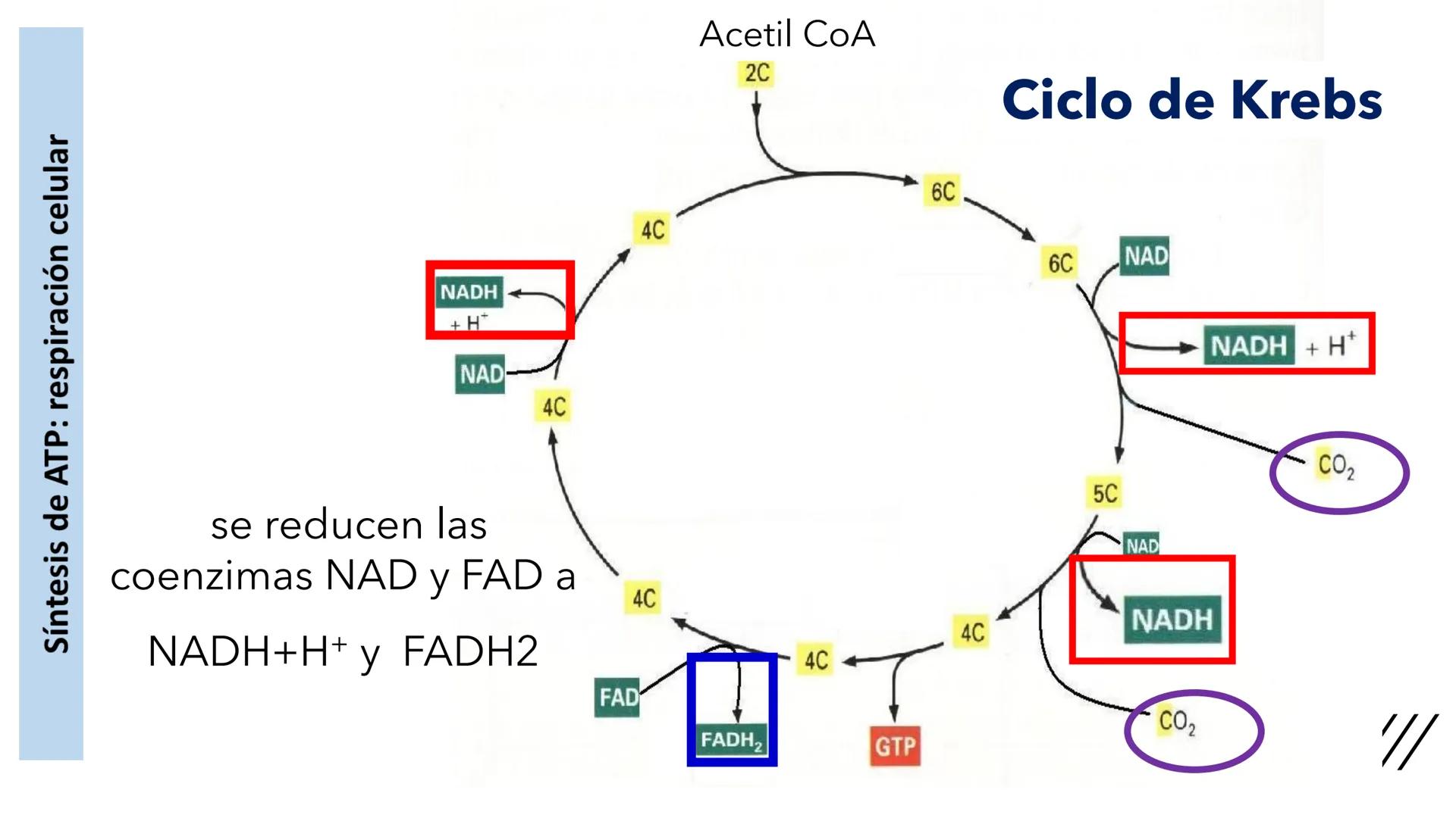 + 
Facultad de Ciencias
VETERINARIAS
APO
7
Organelas membranosas II.
Mitocondrias. Peroxisomas
Dra. Mariana Woudwyk
Biología Celular y del D