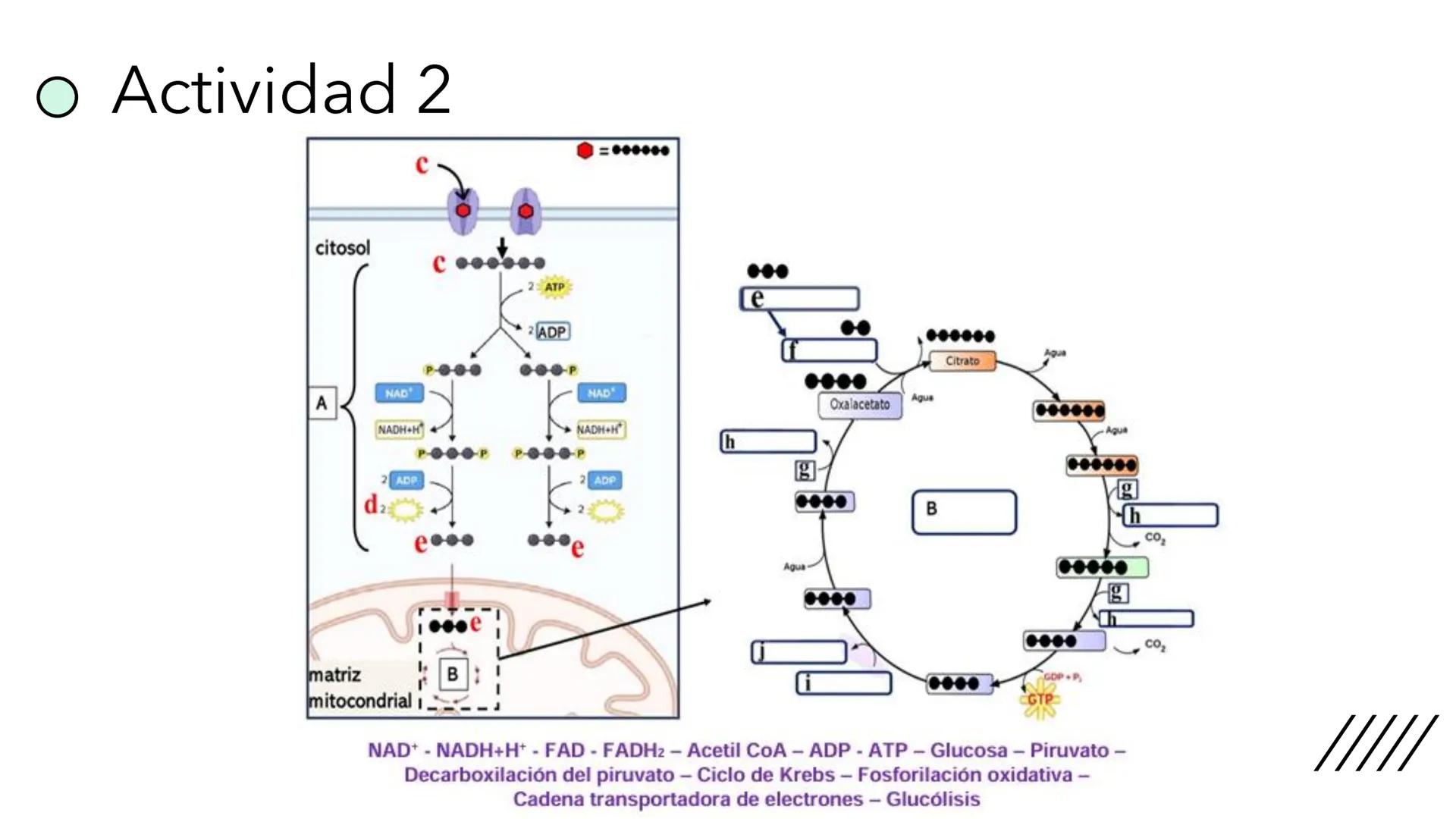 + 
Facultad de Ciencias
VETERINARIAS
APO
7
Organelas membranosas II.
Mitocondrias. Peroxisomas
Dra. Mariana Woudwyk
Biología Celular y del D