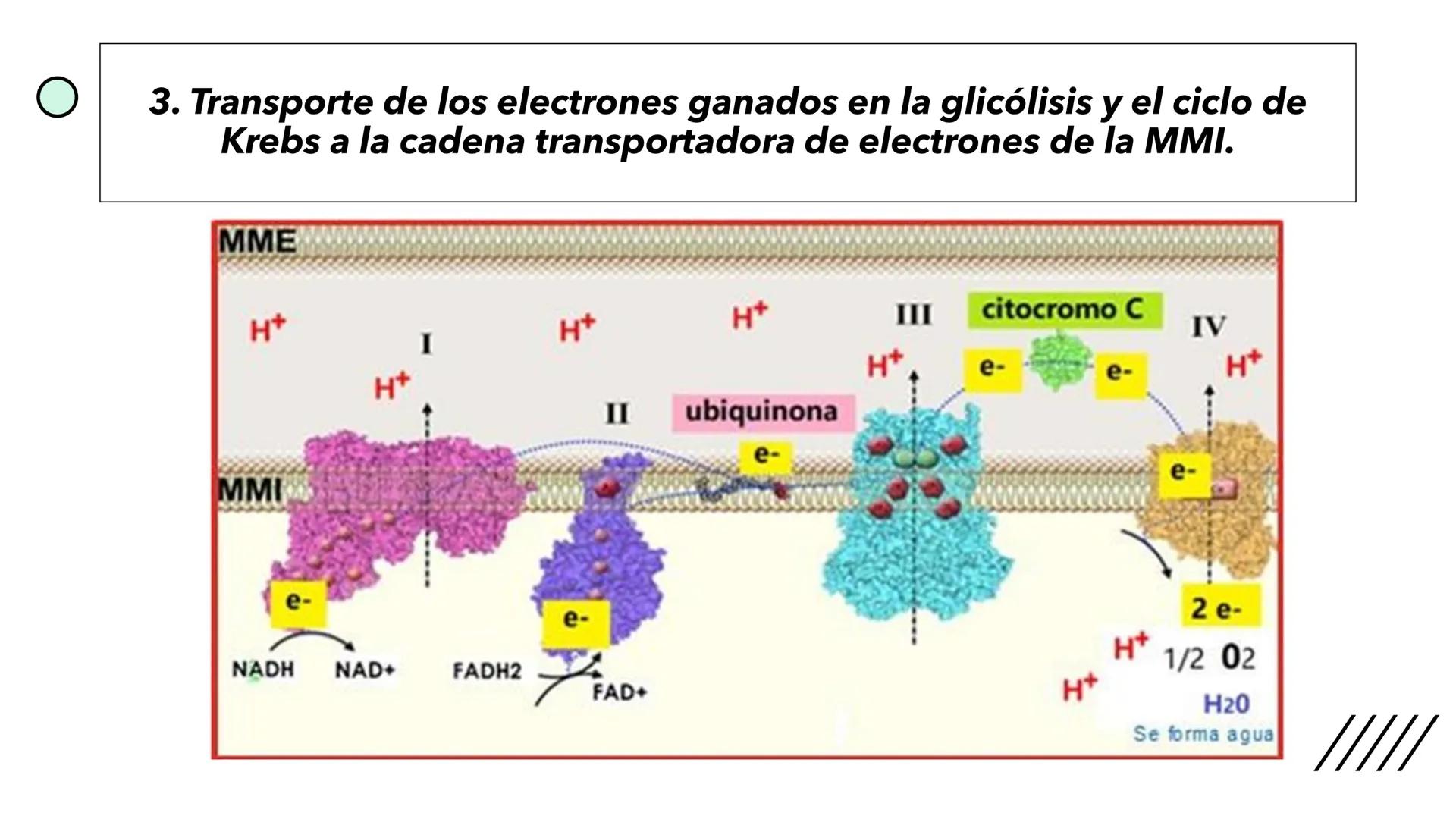 + 
Facultad de Ciencias
VETERINARIAS
APO
7
Organelas membranosas II.
Mitocondrias. Peroxisomas
Dra. Mariana Woudwyk
Biología Celular y del D