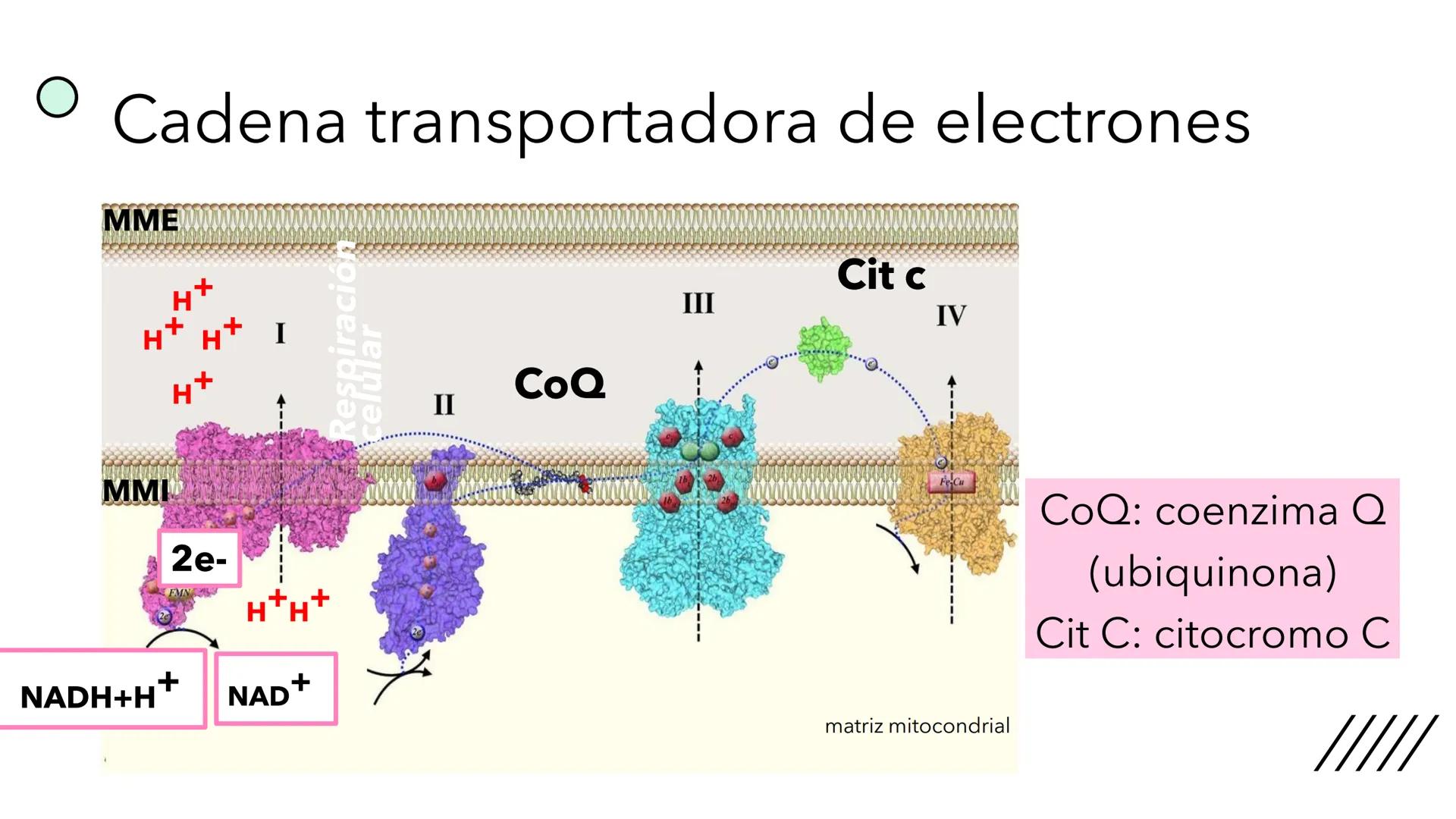 + 
Facultad de Ciencias
VETERINARIAS
APO
7
Organelas membranosas II.
Mitocondrias. Peroxisomas
Dra. Mariana Woudwyk
Biología Celular y del D