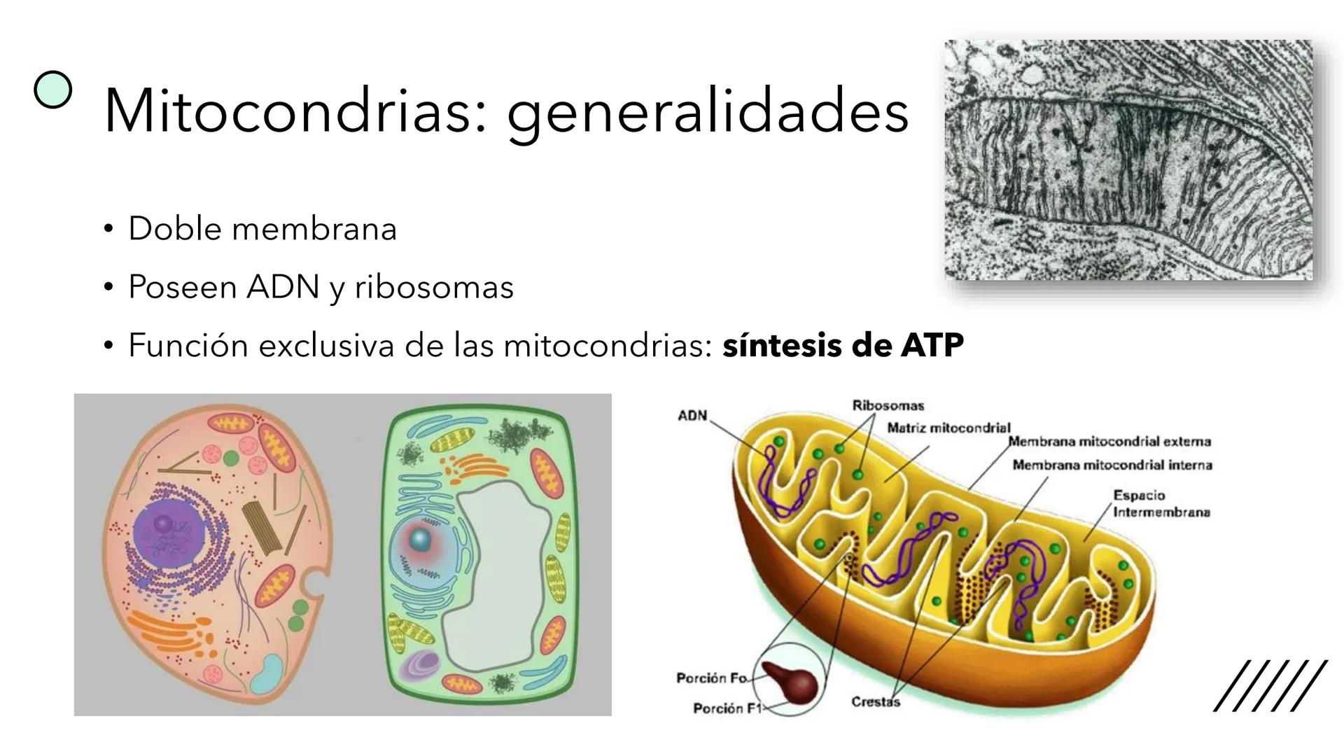 + 
Facultad de Ciencias
VETERINARIAS
APO
7
Organelas membranosas II.
Mitocondrias. Peroxisomas
Dra. Mariana Woudwyk
Biología Celular y del D
