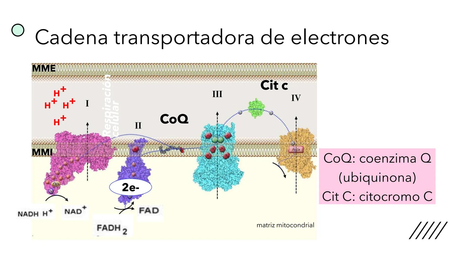 + 
Facultad de Ciencias
VETERINARIAS
APO
7
Organelas membranosas II.
Mitocondrias. Peroxisomas
Dra. Mariana Woudwyk
Biología Celular y del D