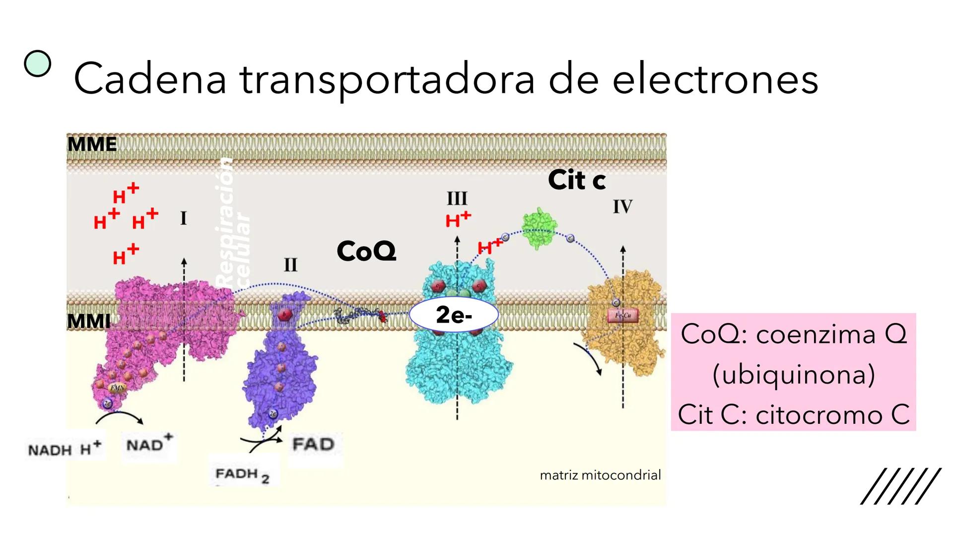 + 
Facultad de Ciencias
VETERINARIAS
APO
7
Organelas membranosas II.
Mitocondrias. Peroxisomas
Dra. Mariana Woudwyk
Biología Celular y del D