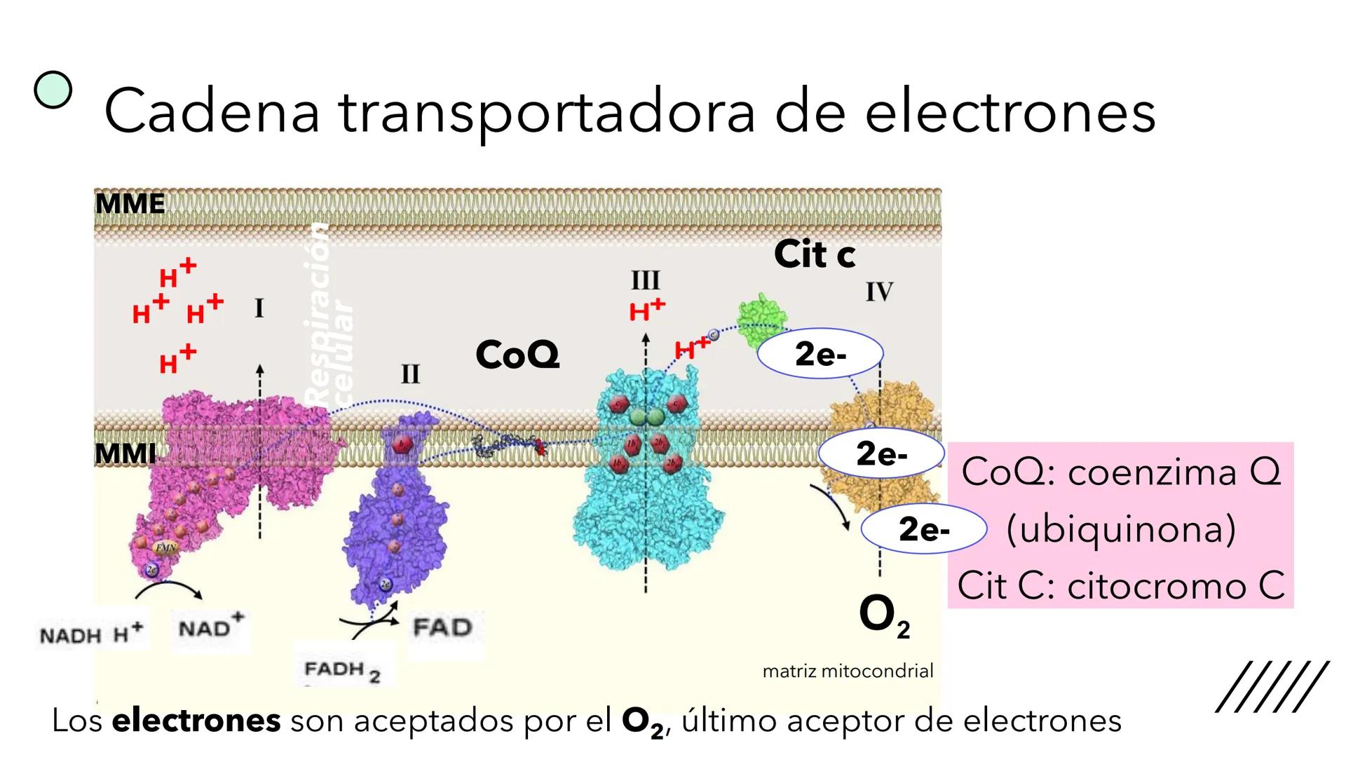 + 
Facultad de Ciencias
VETERINARIAS
APO
7
Organelas membranosas II.
Mitocondrias. Peroxisomas
Dra. Mariana Woudwyk
Biología Celular y del D