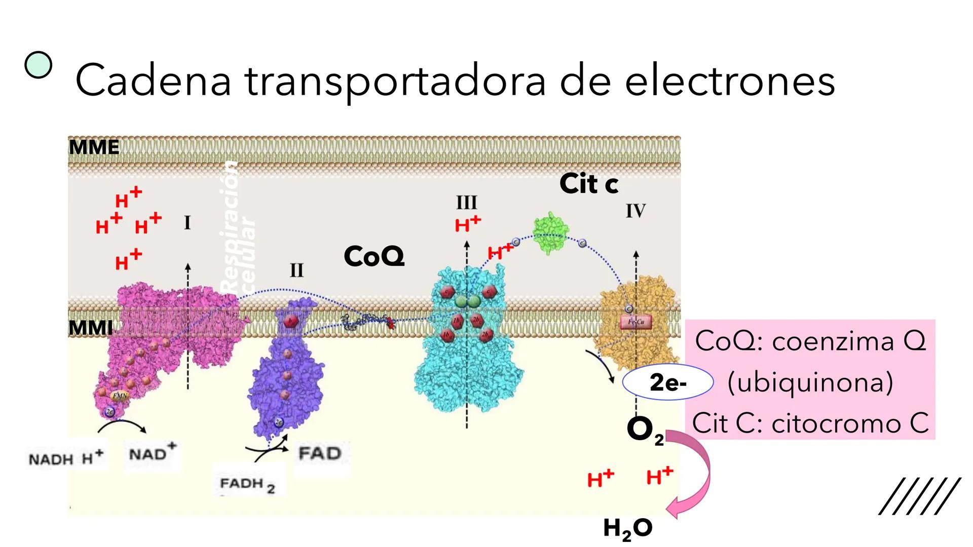 + 
Facultad de Ciencias
VETERINARIAS
APO
7
Organelas membranosas II.
Mitocondrias. Peroxisomas
Dra. Mariana Woudwyk
Biología Celular y del D