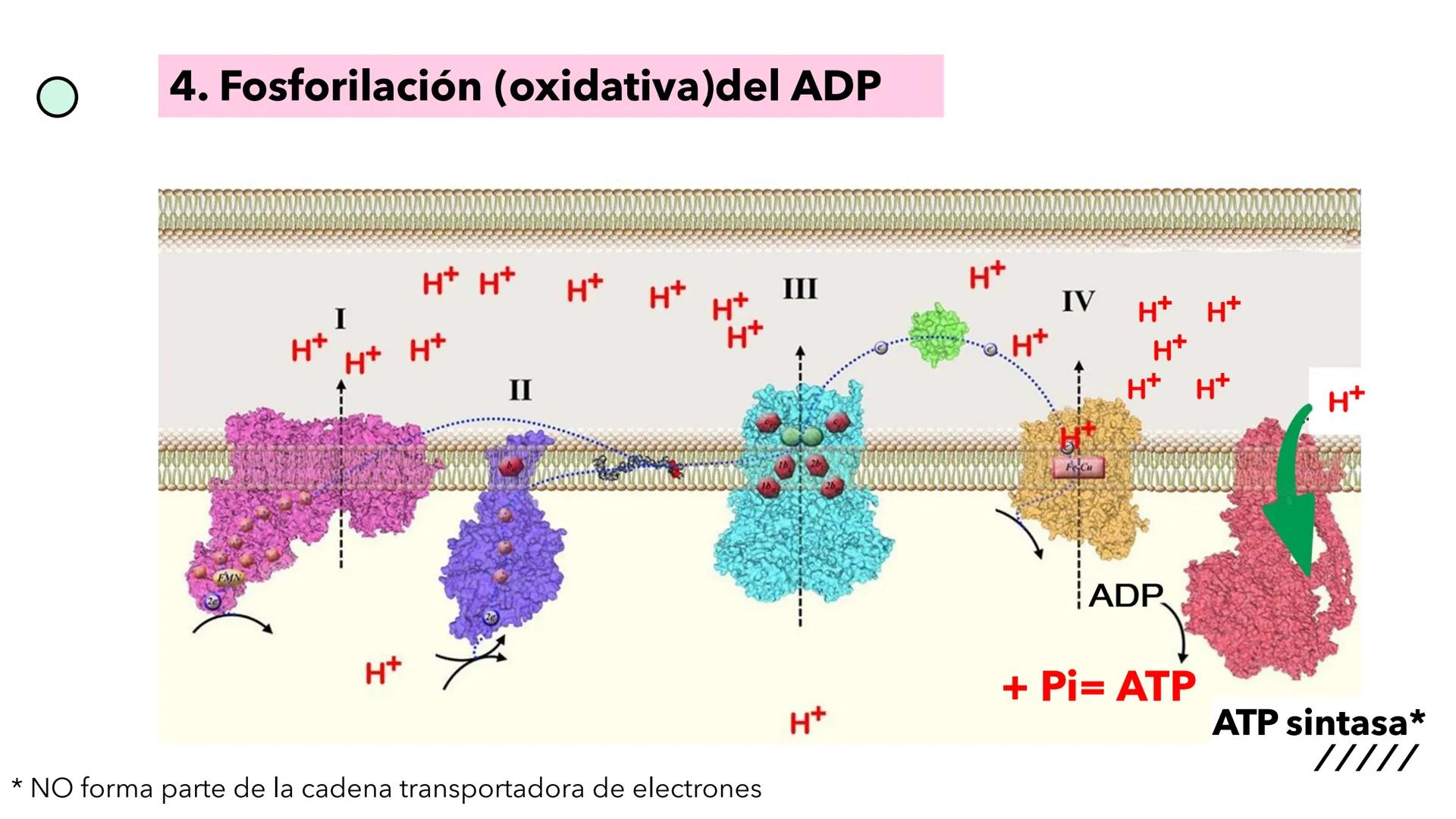 + 
Facultad de Ciencias
VETERINARIAS
APO
7
Organelas membranosas II.
Mitocondrias. Peroxisomas
Dra. Mariana Woudwyk
Biología Celular y del D
