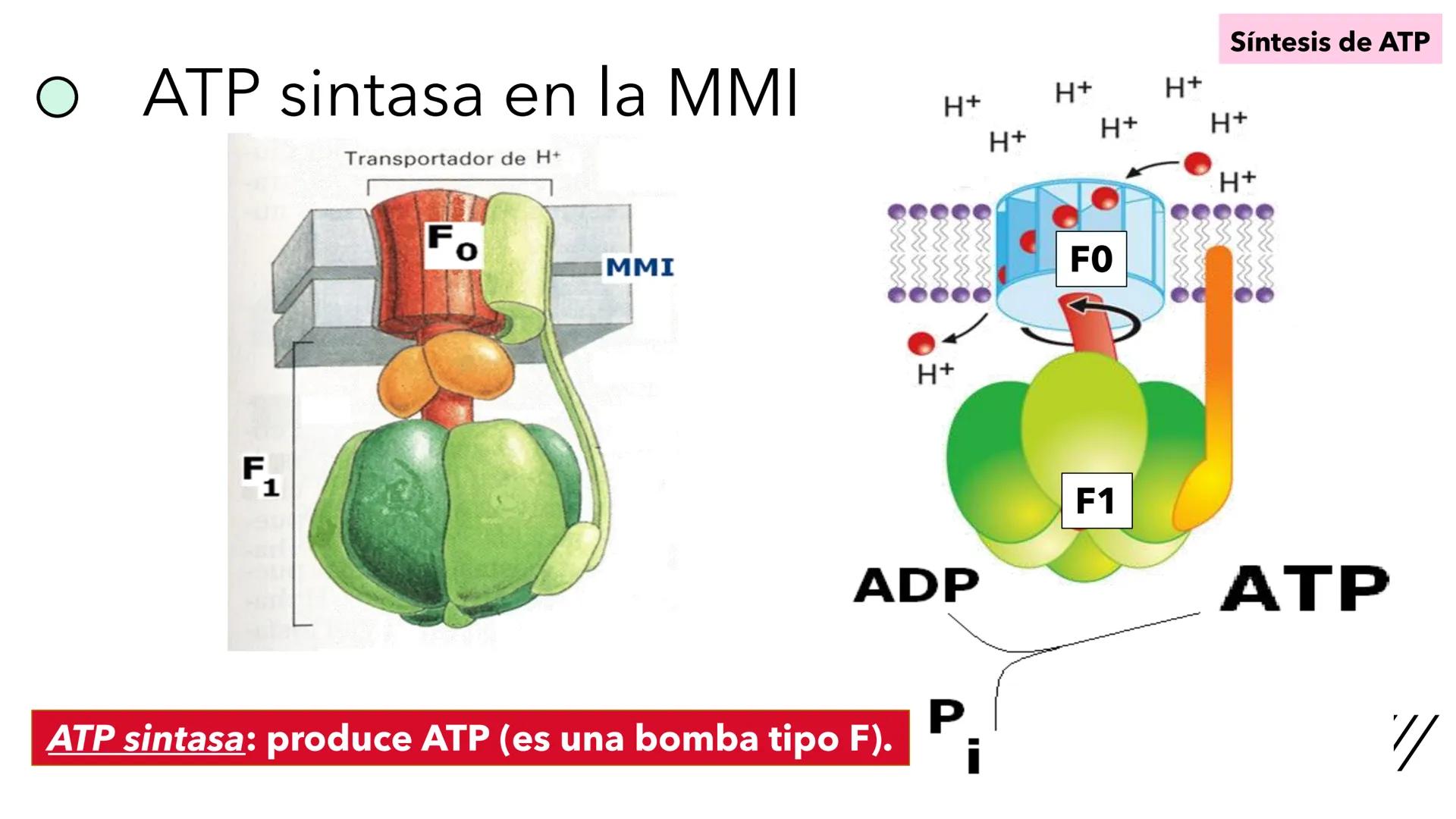 + 
Facultad de Ciencias
VETERINARIAS
APO
7
Organelas membranosas II.
Mitocondrias. Peroxisomas
Dra. Mariana Woudwyk
Biología Celular y del D