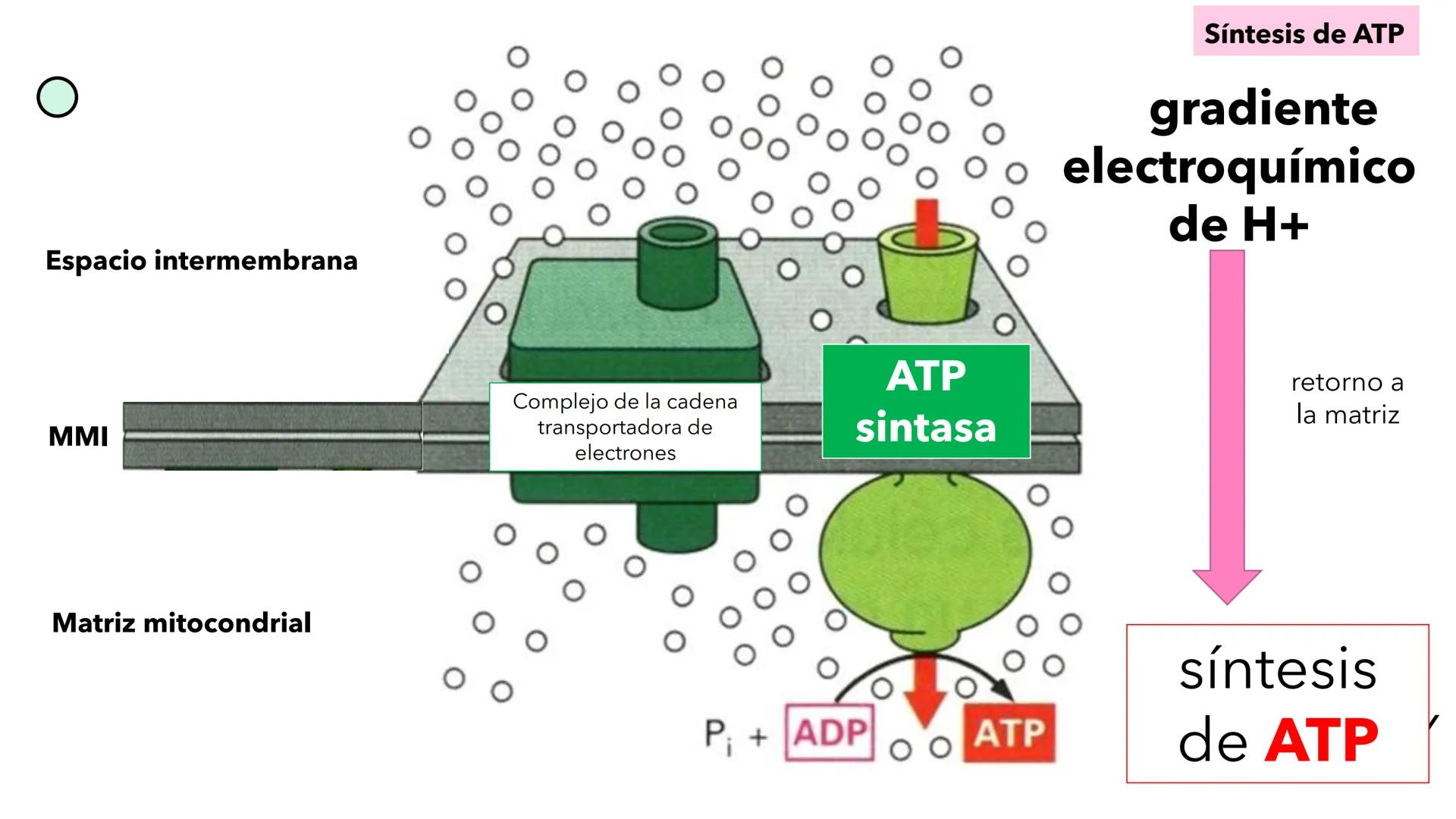 + 
Facultad de Ciencias
VETERINARIAS
APO
7
Organelas membranosas II.
Mitocondrias. Peroxisomas
Dra. Mariana Woudwyk
Biología Celular y del D