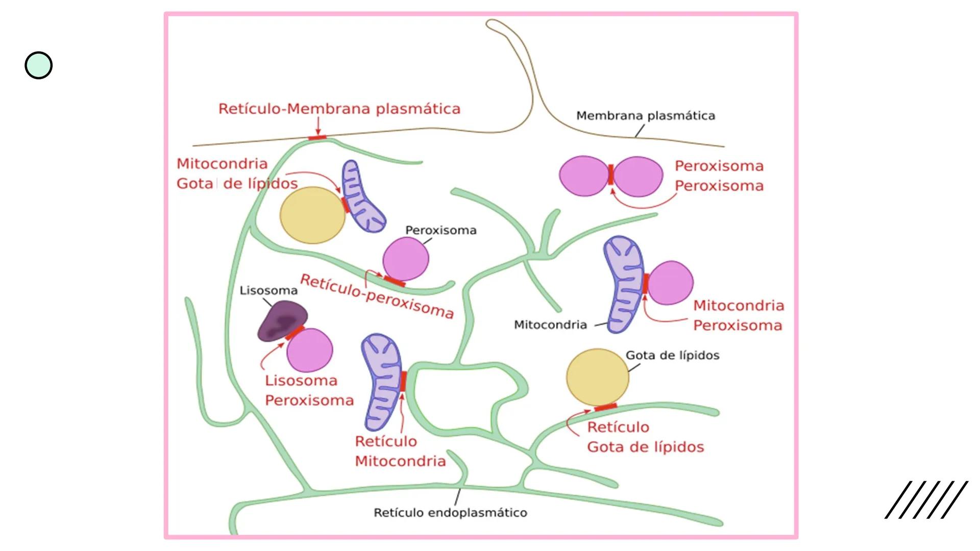 + 
Facultad de Ciencias
VETERINARIAS
APO
7
Organelas membranosas II.
Mitocondrias. Peroxisomas
Dra. Mariana Woudwyk
Biología Celular y del D