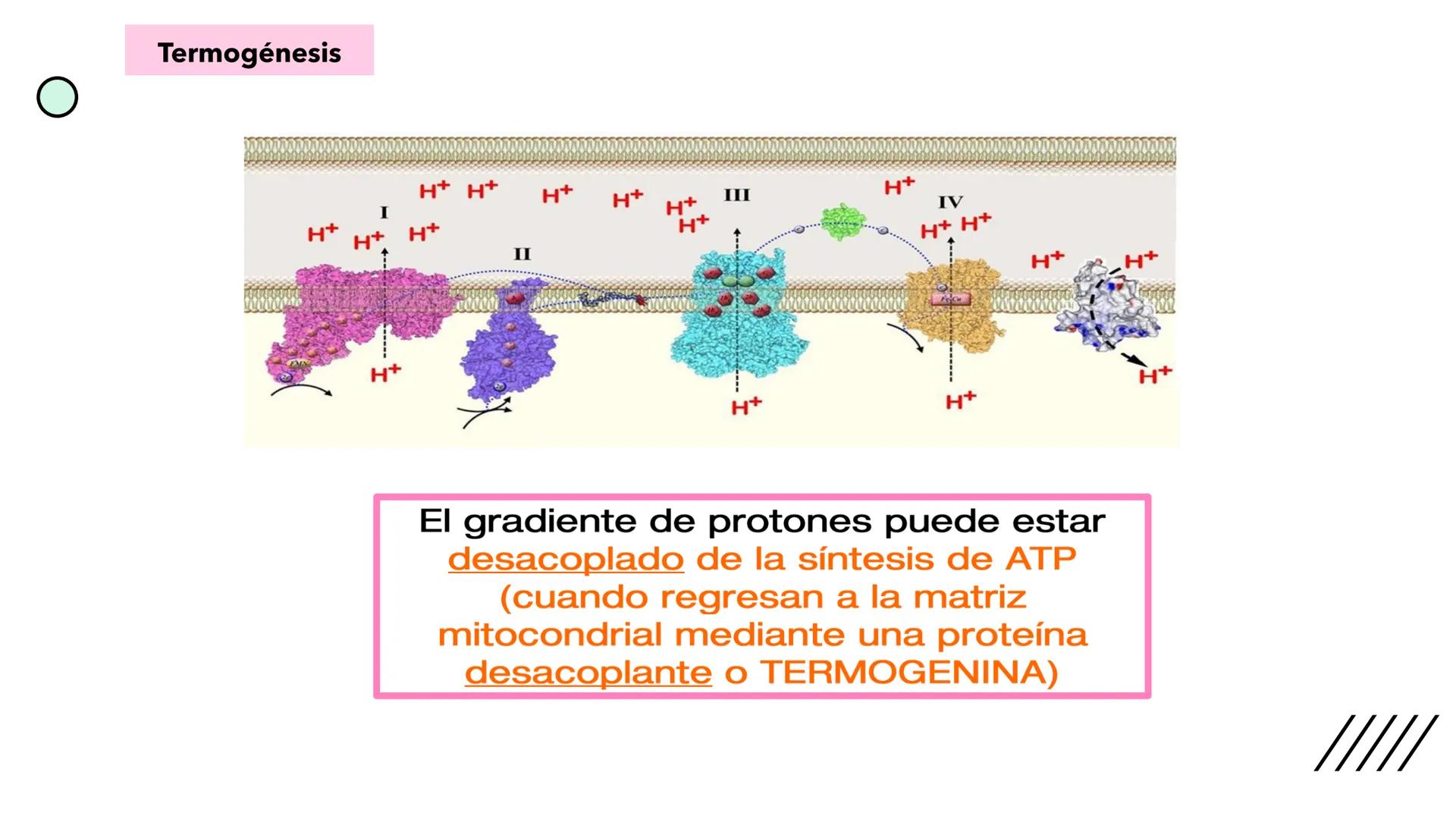 + 
Facultad de Ciencias
VETERINARIAS
APO
7
Organelas membranosas II.
Mitocondrias. Peroxisomas
Dra. Mariana Woudwyk
Biología Celular y del D