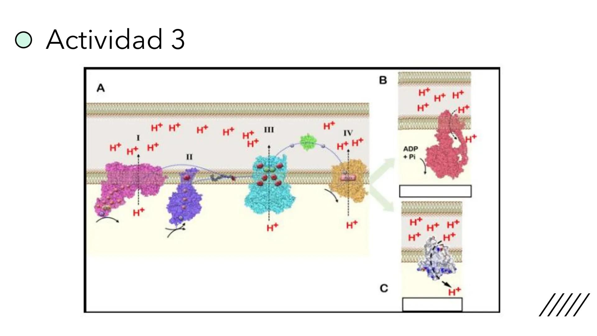 + 
Facultad de Ciencias
VETERINARIAS
APO
7
Organelas membranosas II.
Mitocondrias. Peroxisomas
Dra. Mariana Woudwyk
Biología Celular y del D