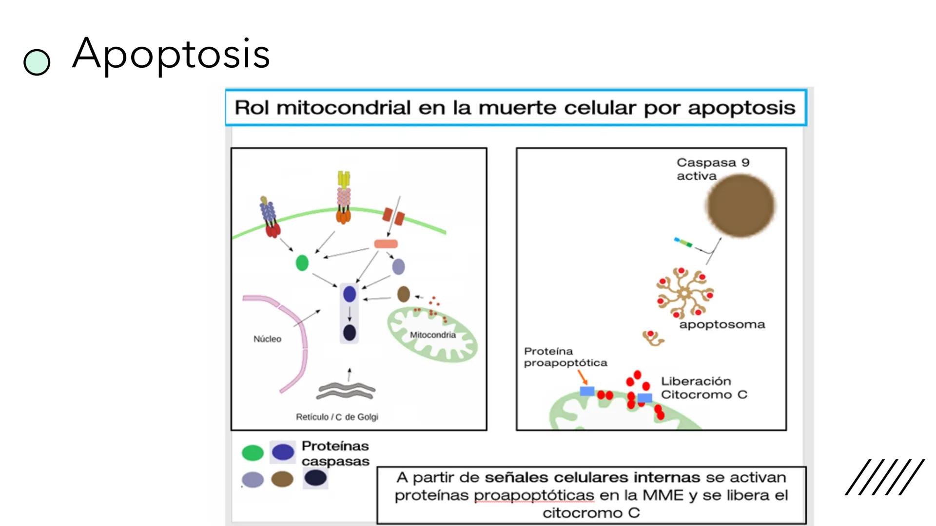 + 
Facultad de Ciencias
VETERINARIAS
APO
7
Organelas membranosas II.
Mitocondrias. Peroxisomas
Dra. Mariana Woudwyk
Biología Celular y del D