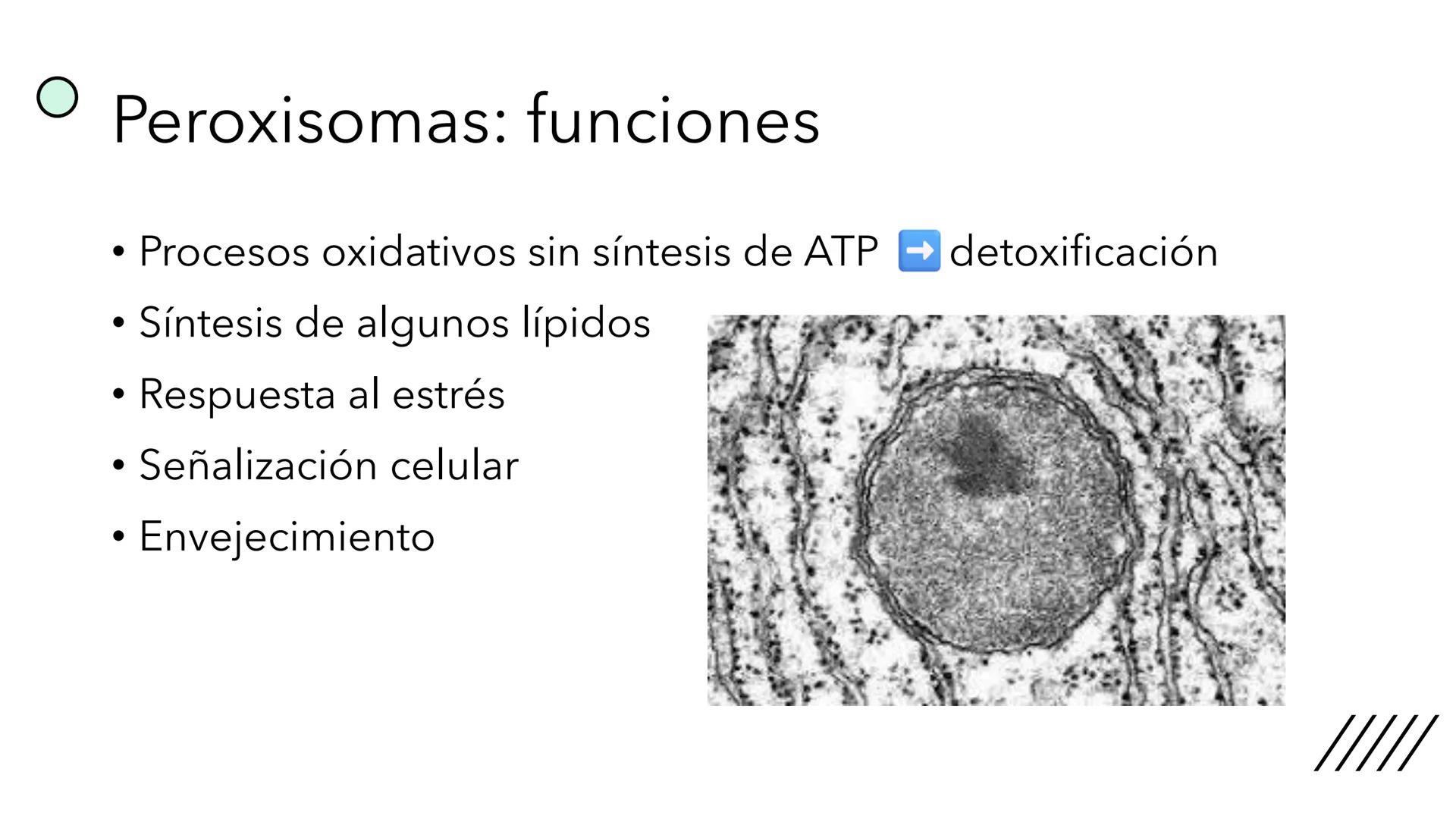 + 
Facultad de Ciencias
VETERINARIAS
APO
7
Organelas membranosas II.
Mitocondrias. Peroxisomas
Dra. Mariana Woudwyk
Biología Celular y del D