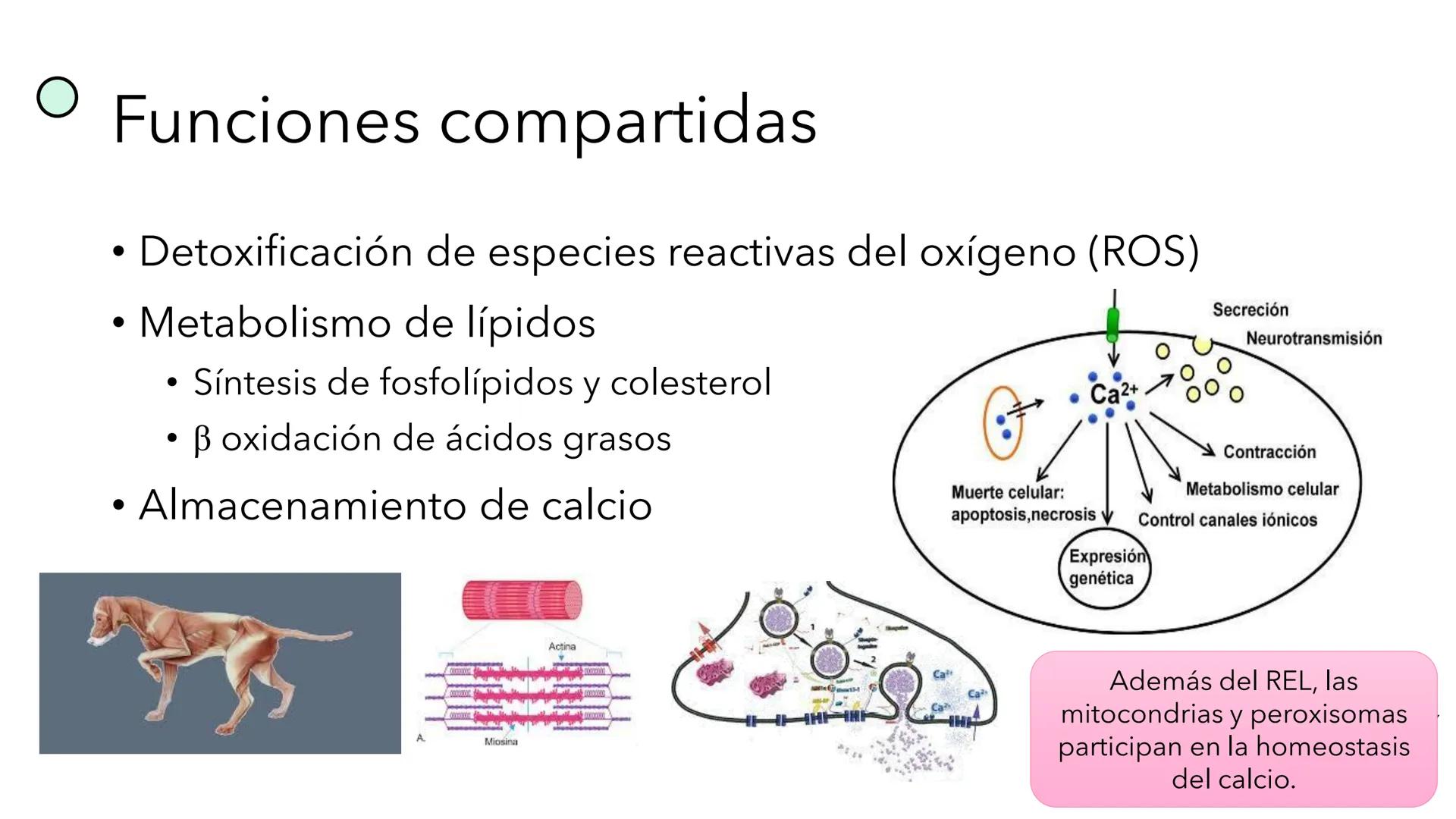 + 
Facultad de Ciencias
VETERINARIAS
APO
7
Organelas membranosas II.
Mitocondrias. Peroxisomas
Dra. Mariana Woudwyk
Biología Celular y del D
